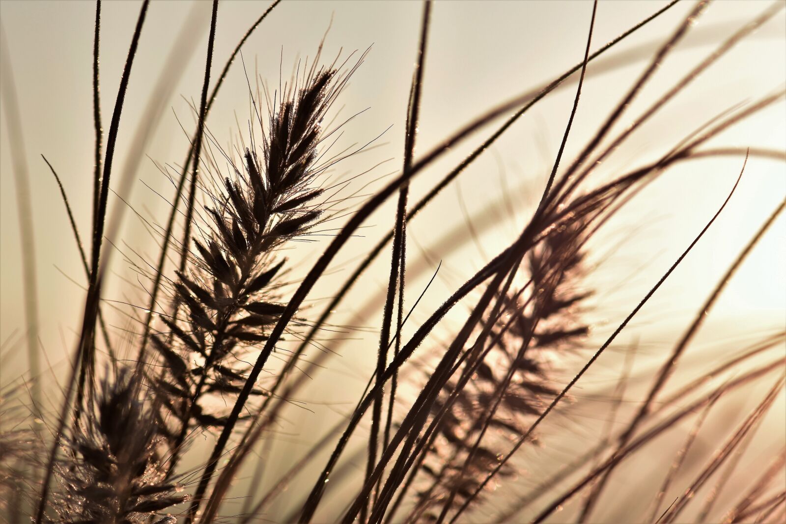 Nikon D5500 sample photo. Grass, grasses, nature photography