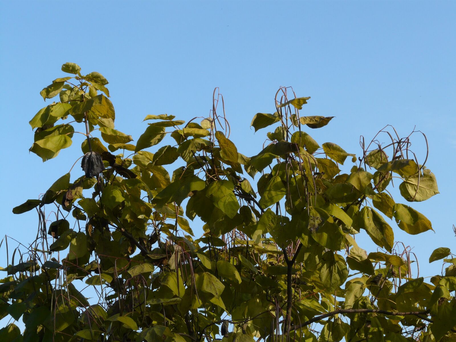 Panasonic DMC-FZ18 sample photo. Catalpa, pods, light green photography