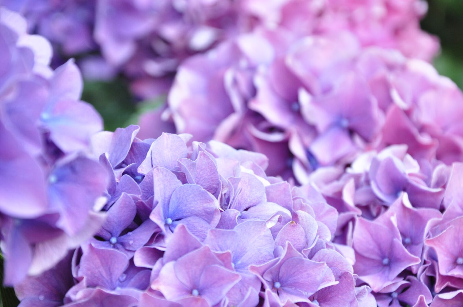 Nikon D5000 sample photo. Flower, plant, garden photography