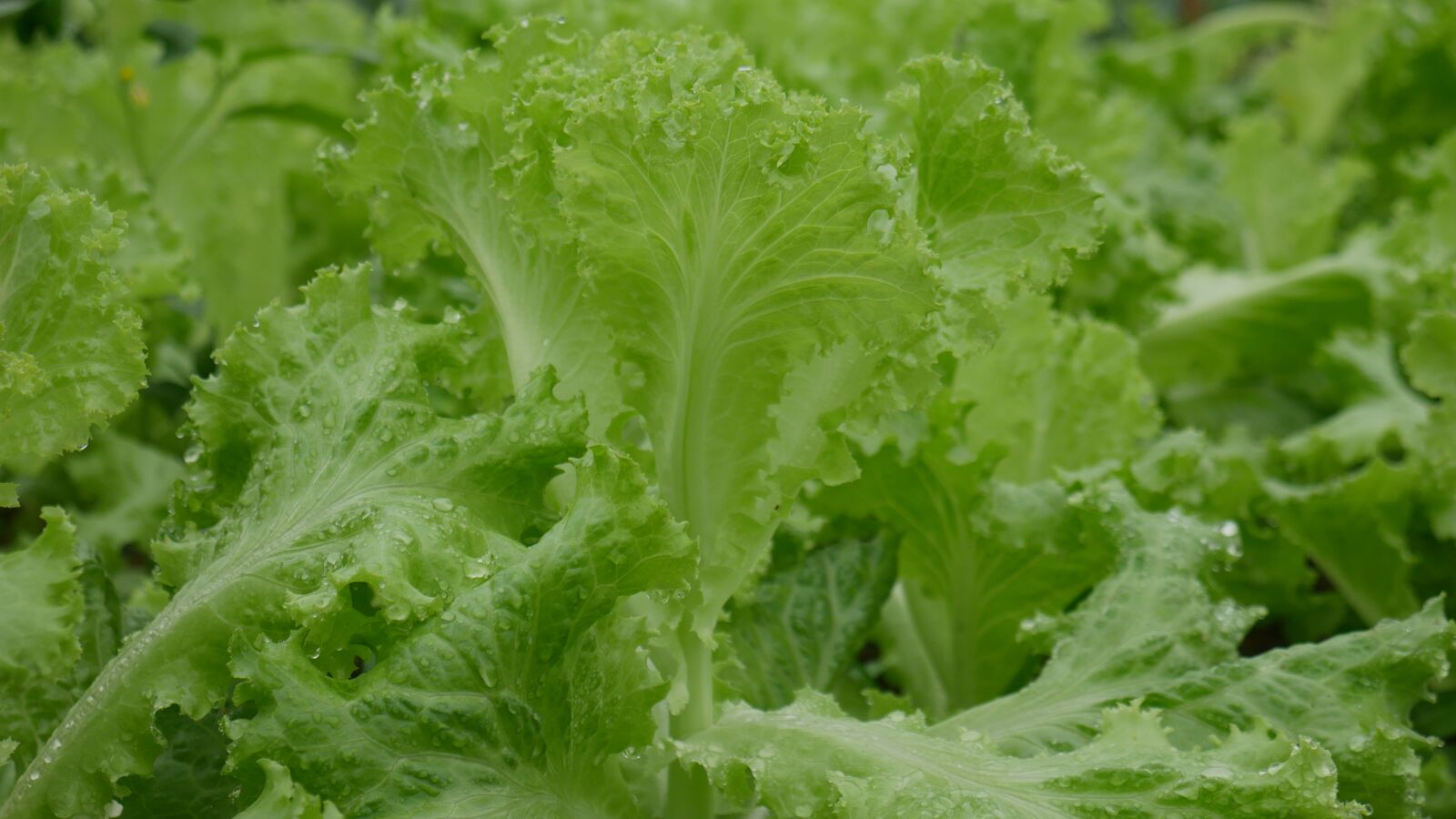 Panasonic Lumix DMC-G7 sample photo. Vegetables, far spleen, the photography