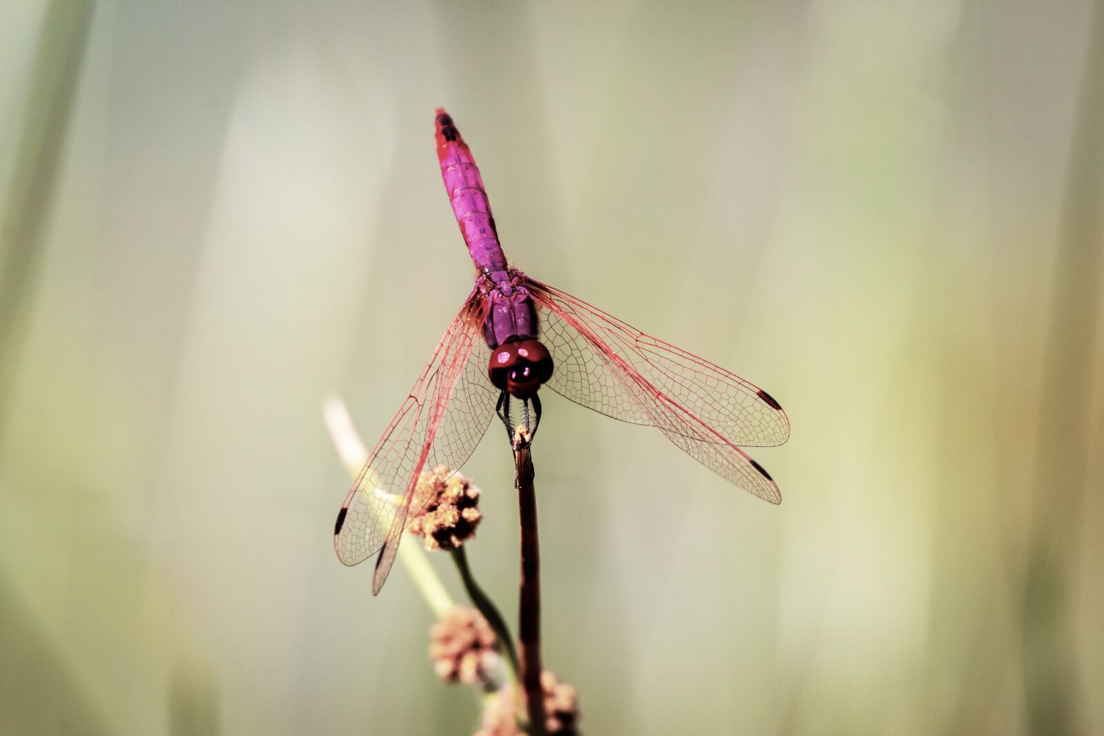 Tamron 100-400mm F4.5-6.3 Di VC USD sample photo. Dragonfly, insect, nature photography