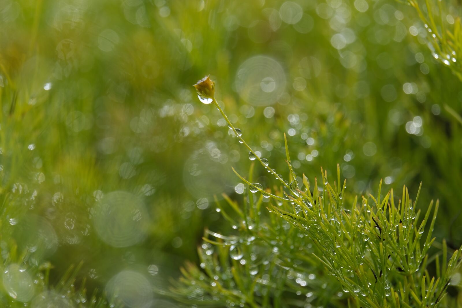 Fujifilm X-T3 sample photo. Dewy, raindrops, grass photography