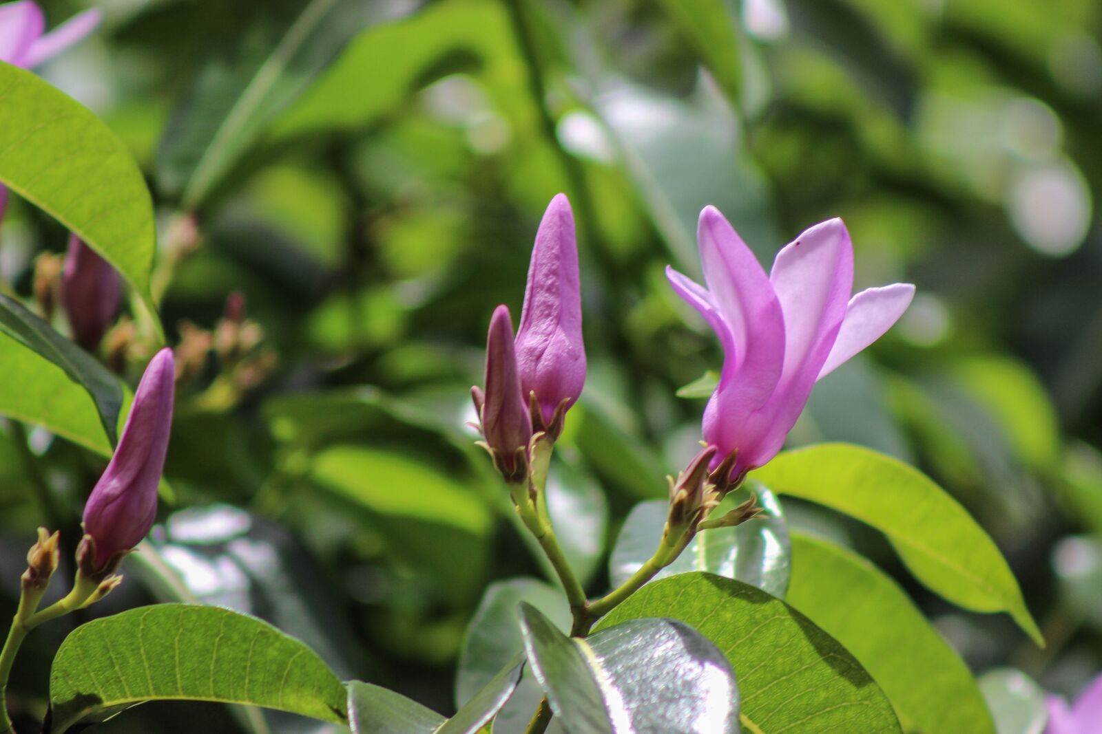 Canon EOS 600D (Rebel EOS T3i / EOS Kiss X5) sample photo. Flower, single flower, love photography