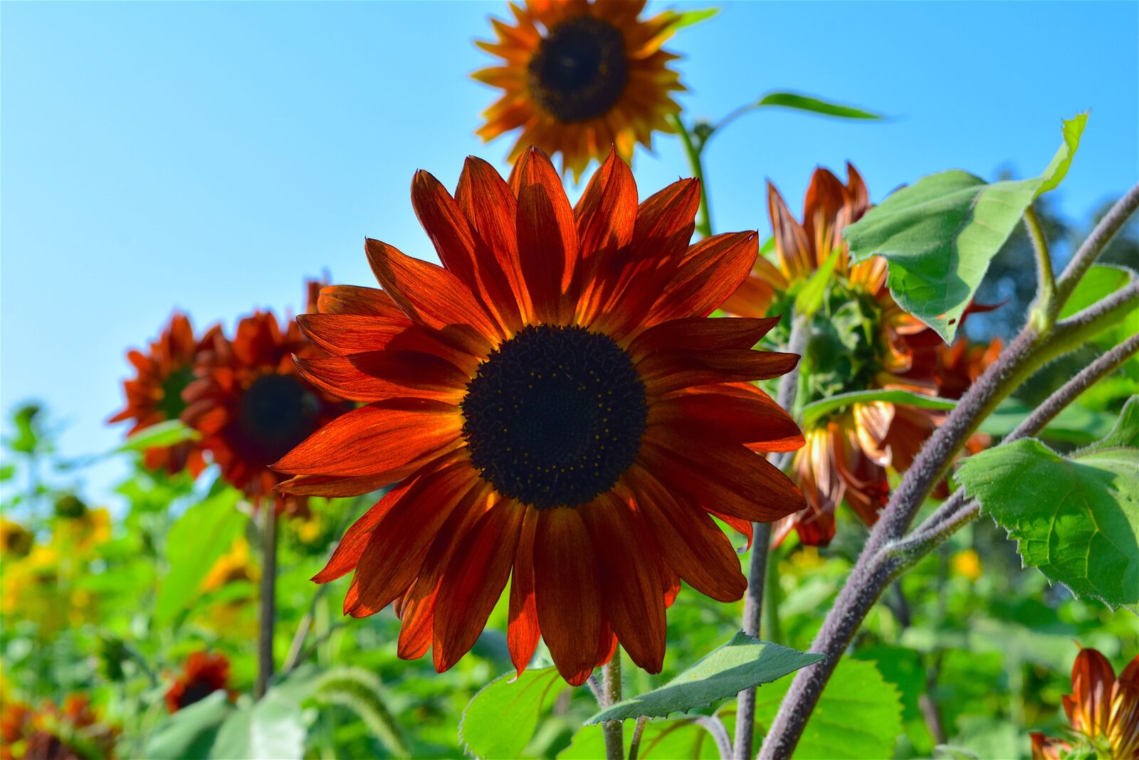 Nikon D3300 sample photo. Sunflower, orange, nature photography