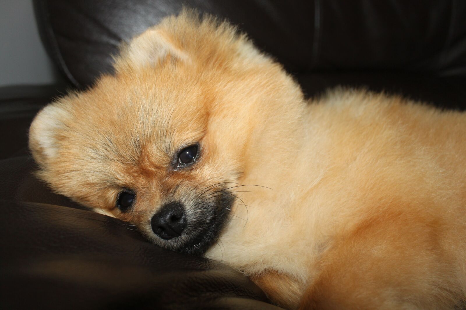 Canon EOS 500D (EOS Rebel T1i / EOS Kiss X3) sample photo. Spitz, pets, rest photography