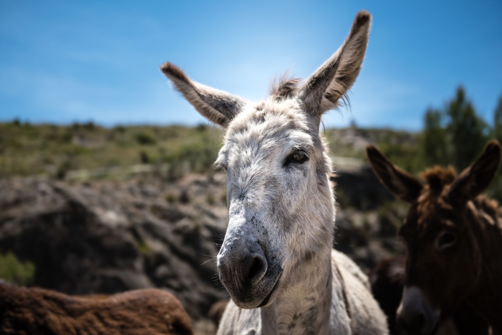 Nikon D750 sample photo. Donkey, nature, animal photography