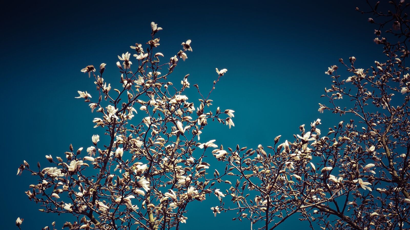 Olympus OM-D E-M10 sample photo. Magnolia, magnolia tree, spring photography