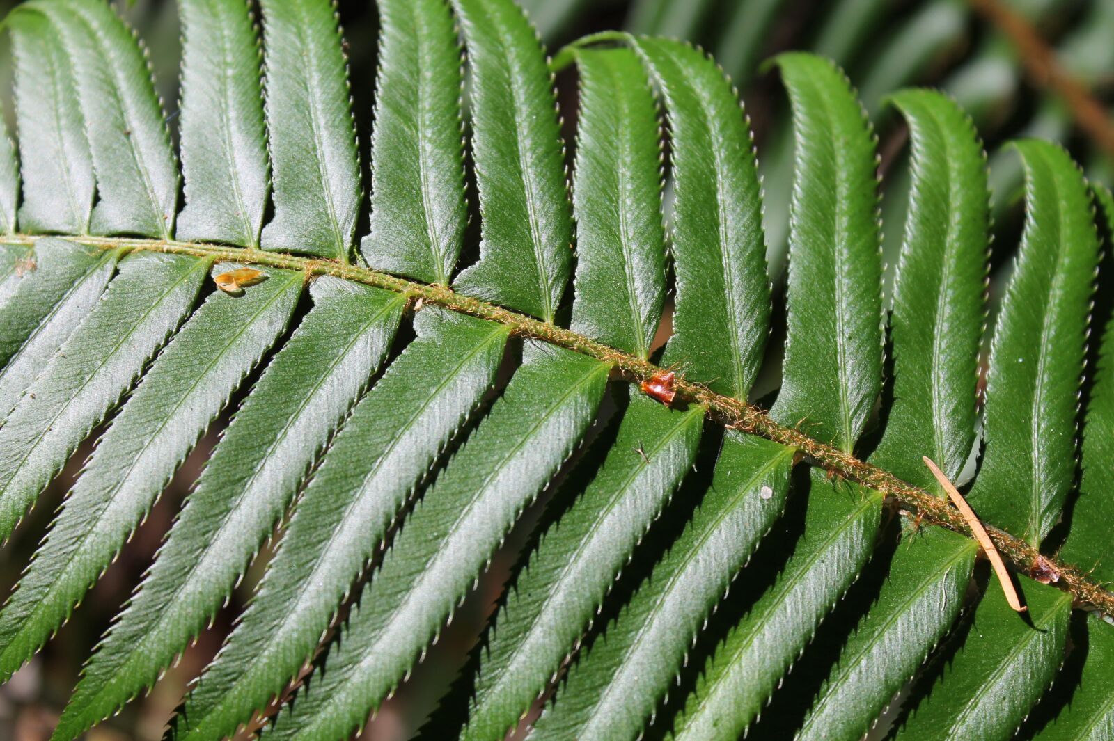 Canon EOS 1100D (EOS Rebel T3 / EOS Kiss X50) sample photo. Fern, forest, forest background photography