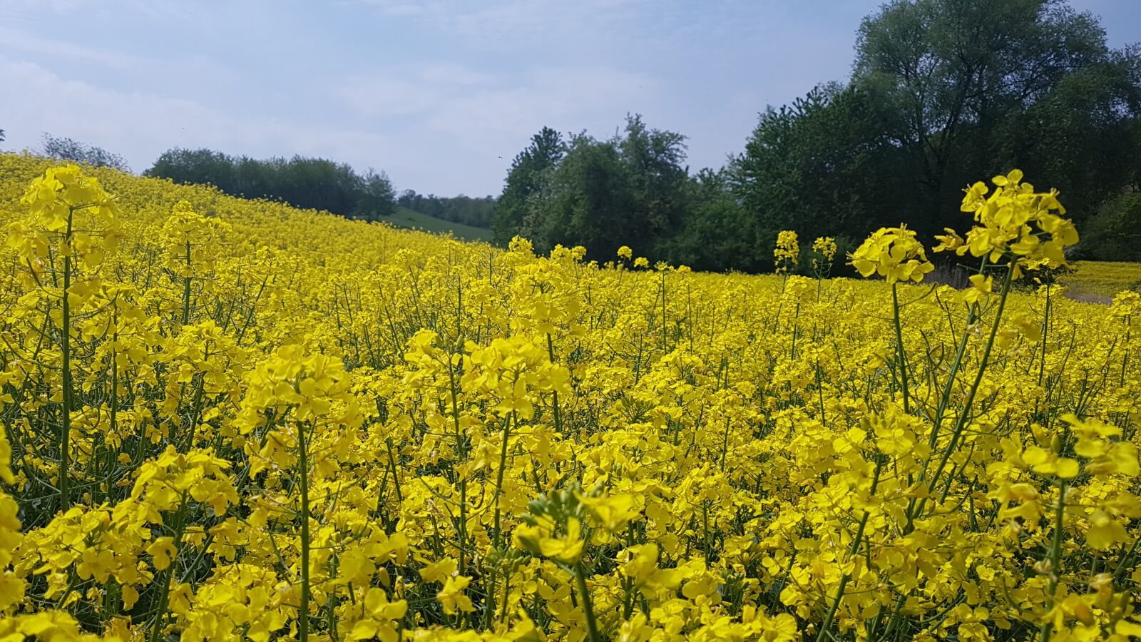 Samsung Galaxy S7 sample photo. Rape, flowers, yellow photography