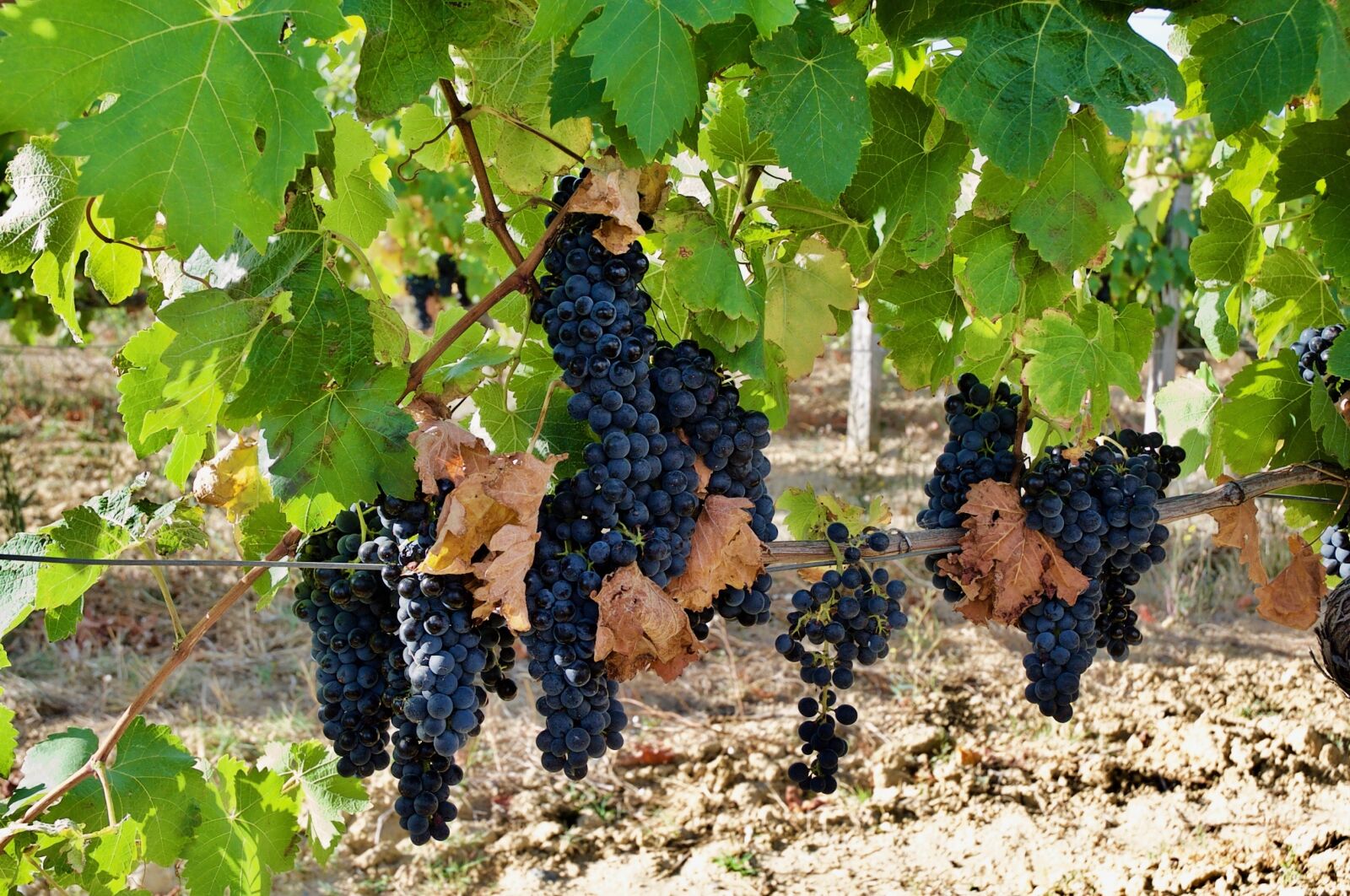Nikon D3S sample photo. Vineyard, creeper, fruit photography
