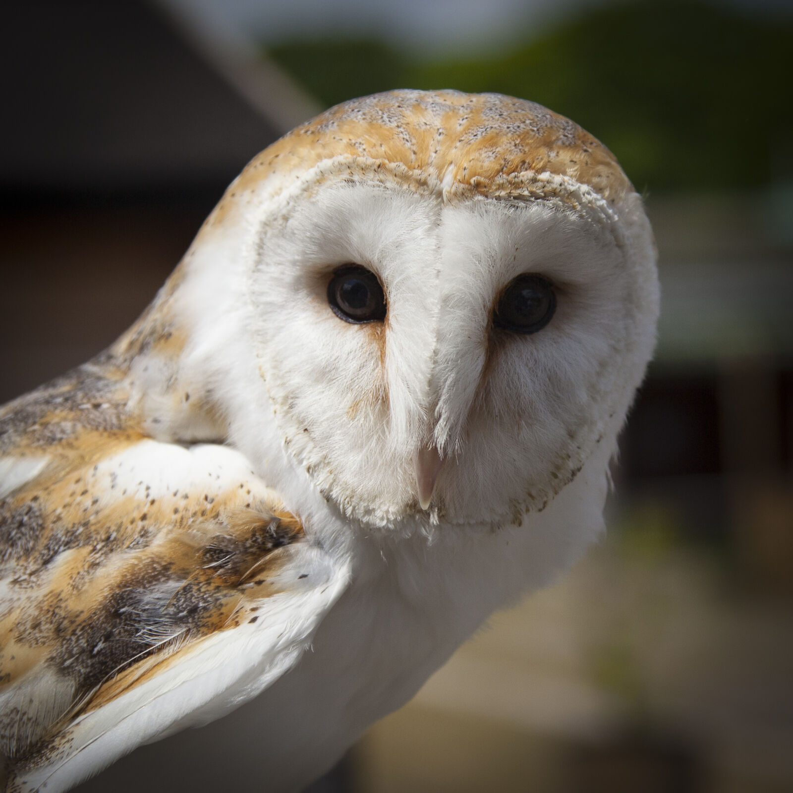 Canon EOS 5D Mark II sample photo. Nature, bird, australia, owl photography