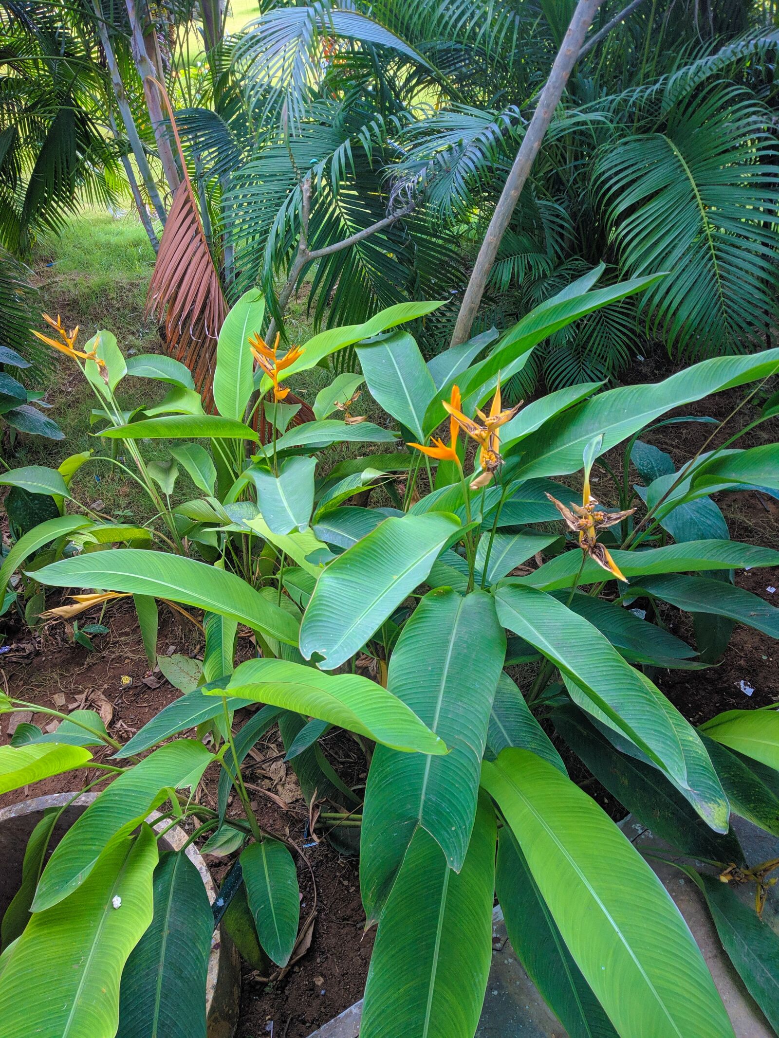 Xiaomi Redmi Note 5 sample photo. Nature, leaves, garden photography