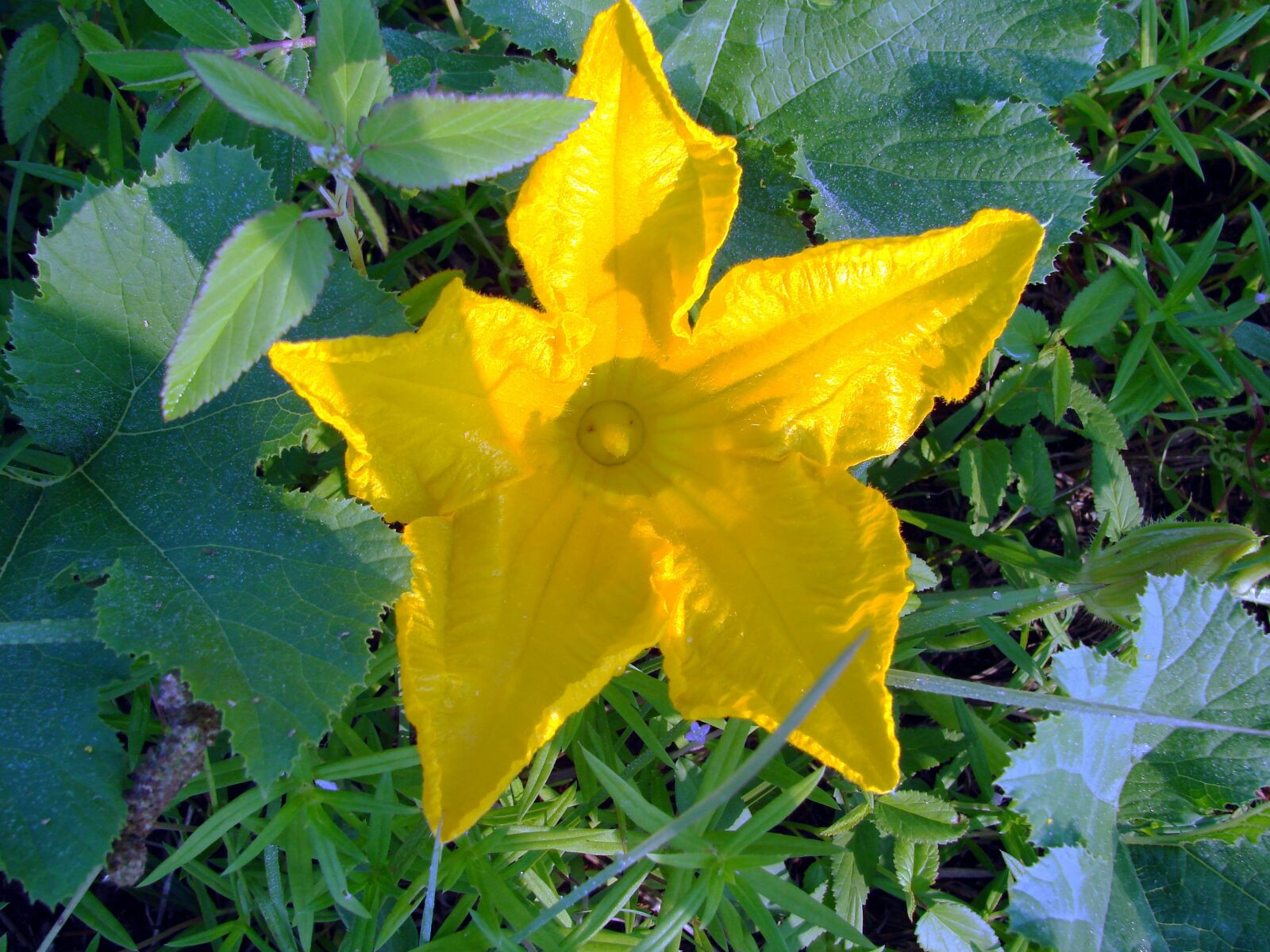 Sony DSC-H5 sample photo. Squash, flower, yellow photography
