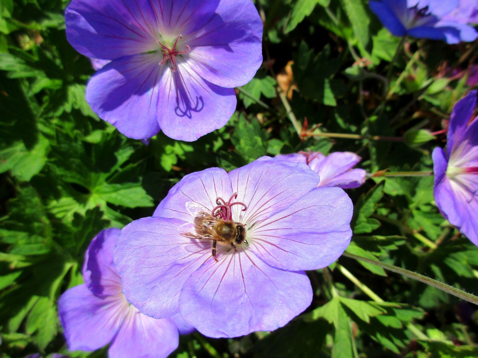 Canon PowerShot ELPH 170 IS (IXUS 170 / IXY 170) sample photo. Bee, flower, purple photography
