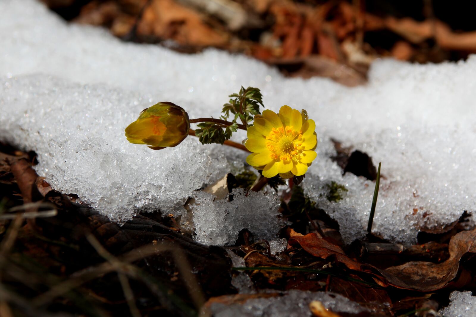 Canon EOS 5D Mark II sample photo. Snow, winter, nature photography