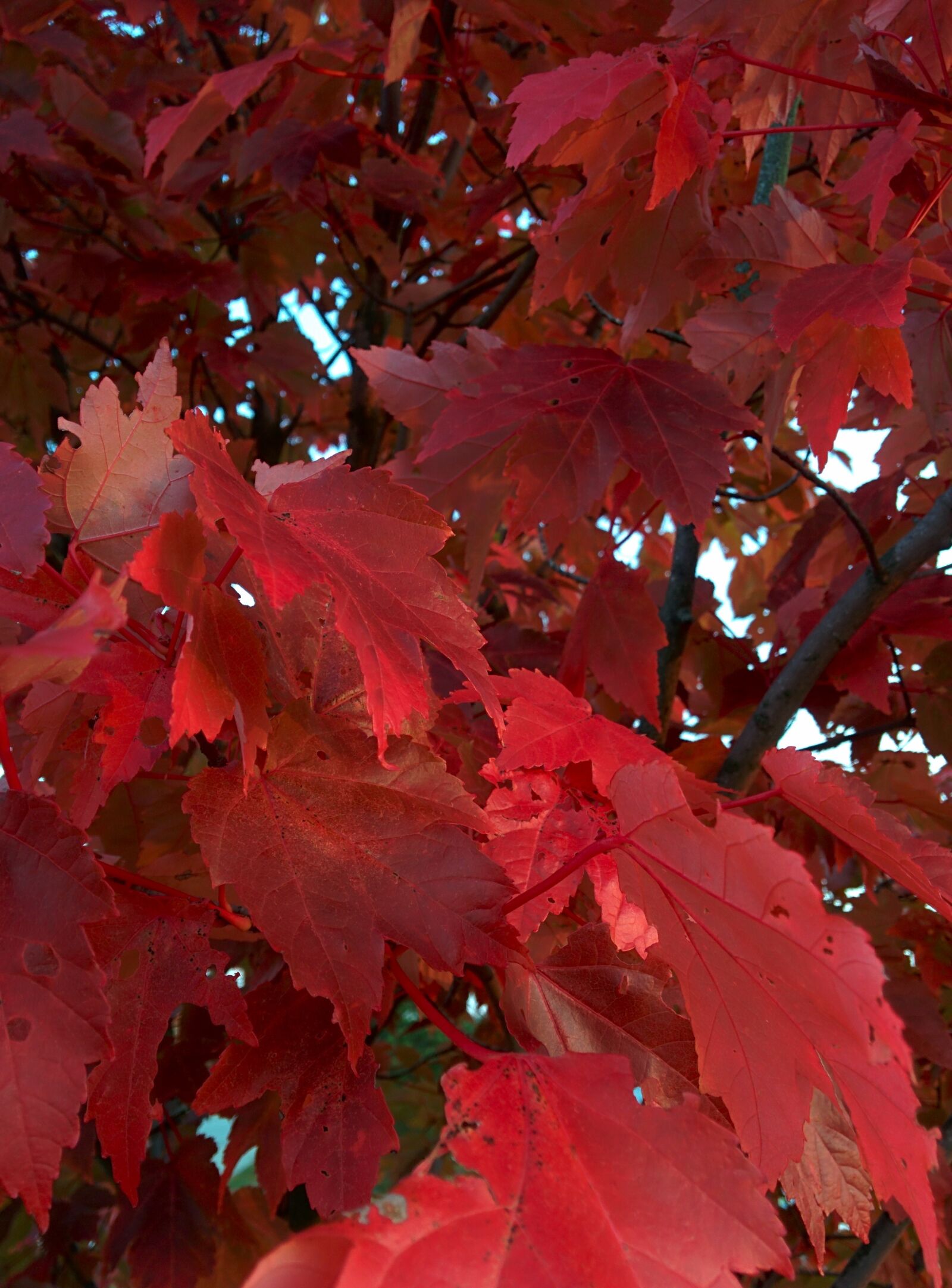 LG Nexus 5 sample photo. Autumn, tree, leaves photography