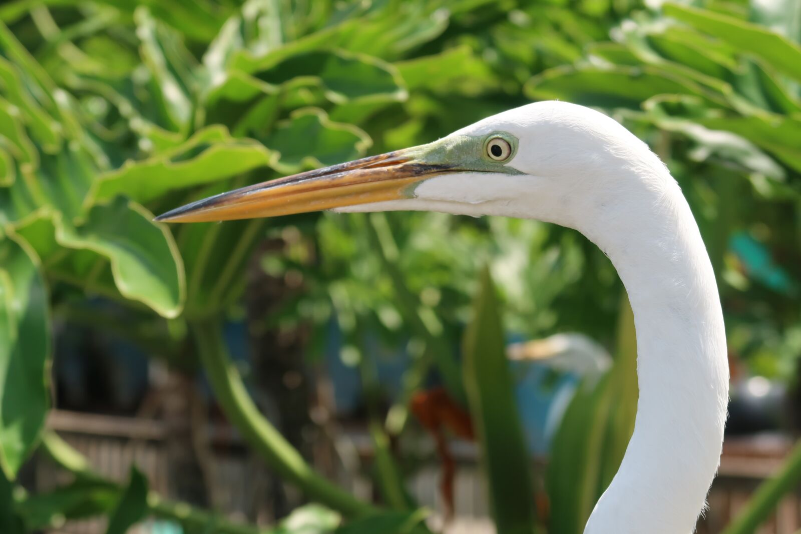 Canon PowerShot G7 X Mark II sample photo. The great egret, egret photography