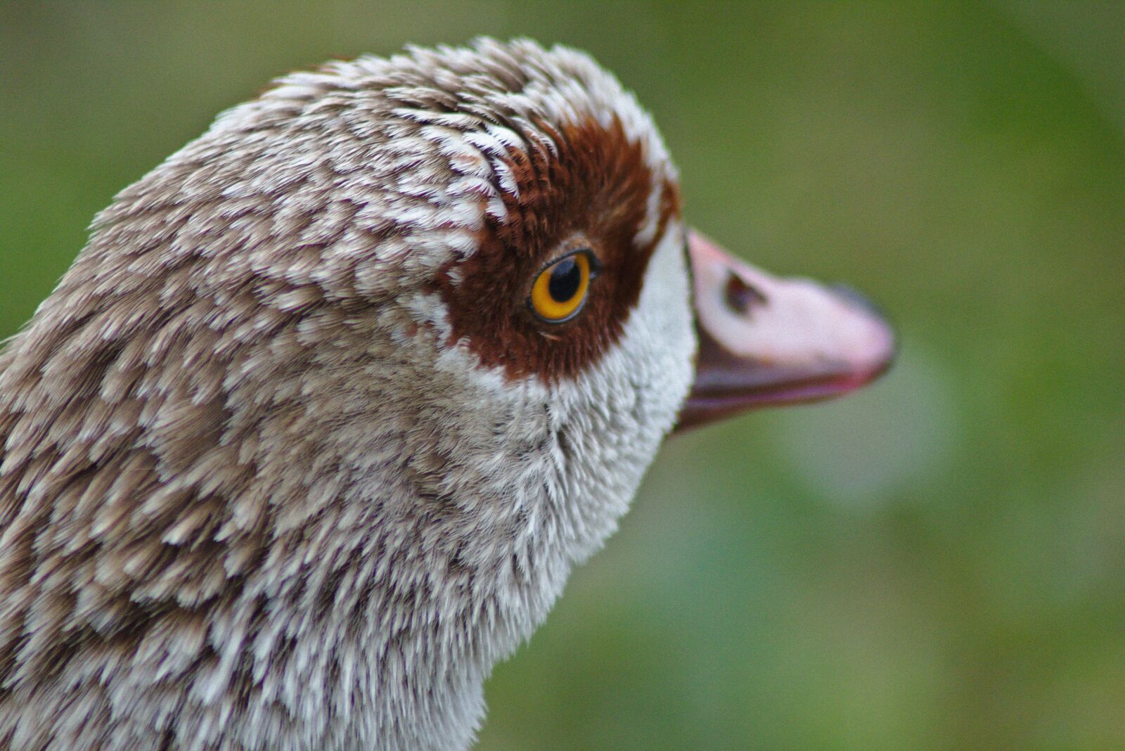 Canon EOS 750D (EOS Rebel T6i / EOS Kiss X8i) sample photo. Goose, bird, poultry photography