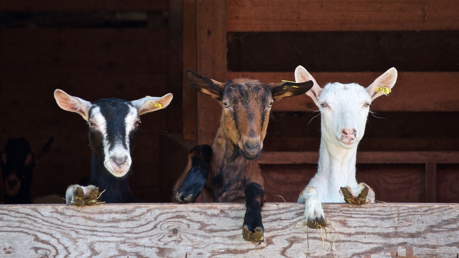 Nikon D7000 sample photo. Goats, curious, farm photography