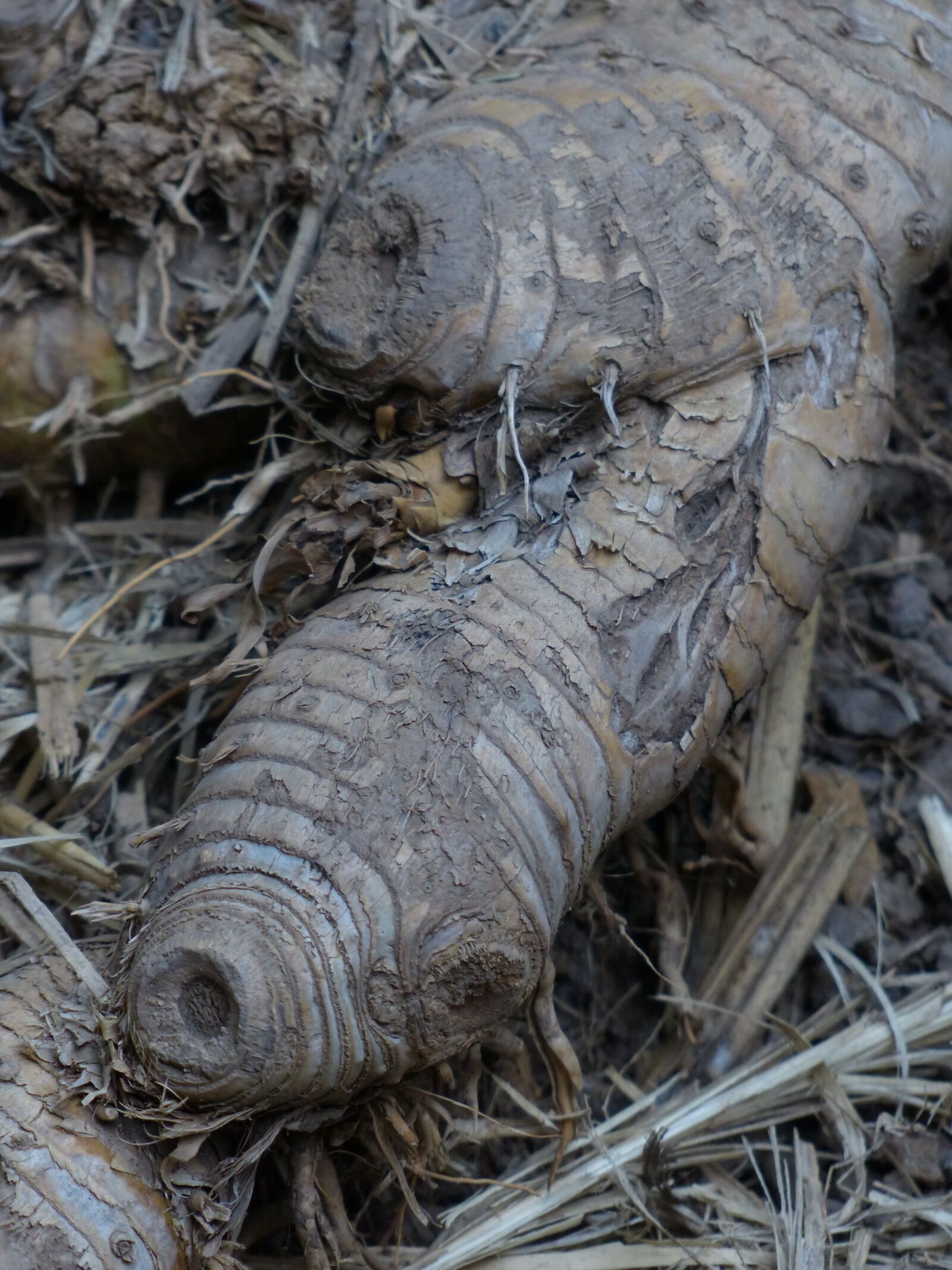 Panasonic Lumix DMC-FZ200 sample photo. Root, tubers, bamboo photography