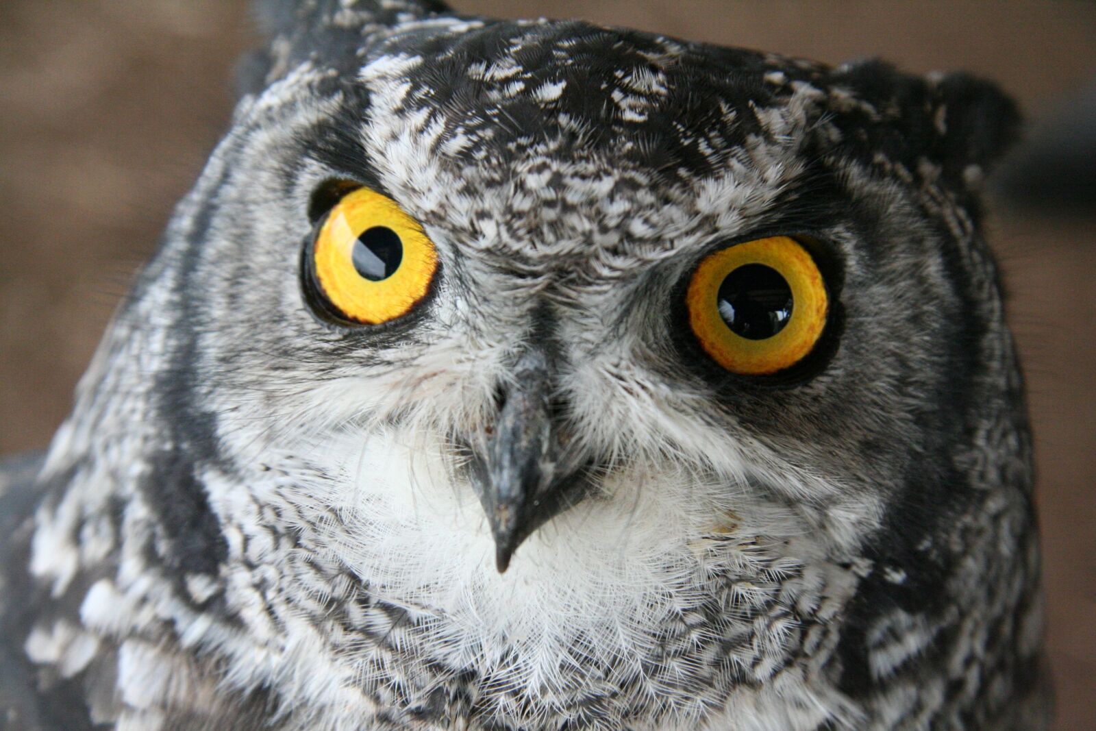 Canon EOS 350D (EOS Digital Rebel XT / EOS Kiss Digital N) sample photo. Owl, bird, eyes photography