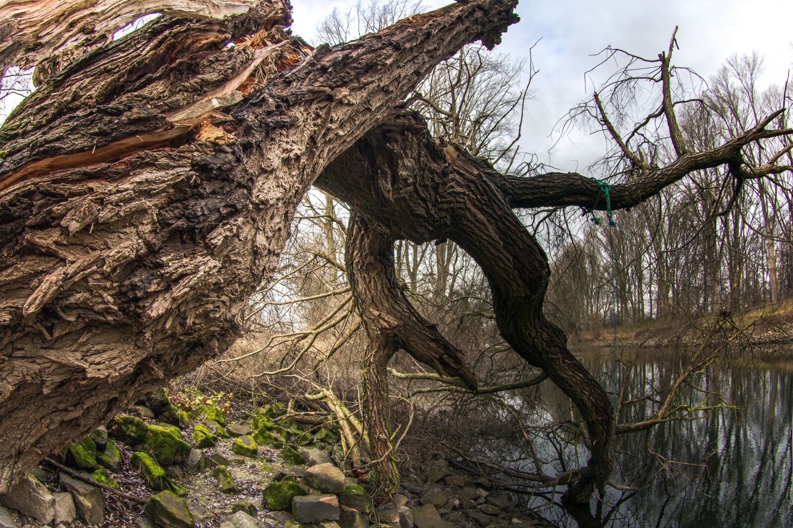Canon EOS 600D (Rebel EOS T3i / EOS Kiss X5) sample photo. Tree, aue, water photography
