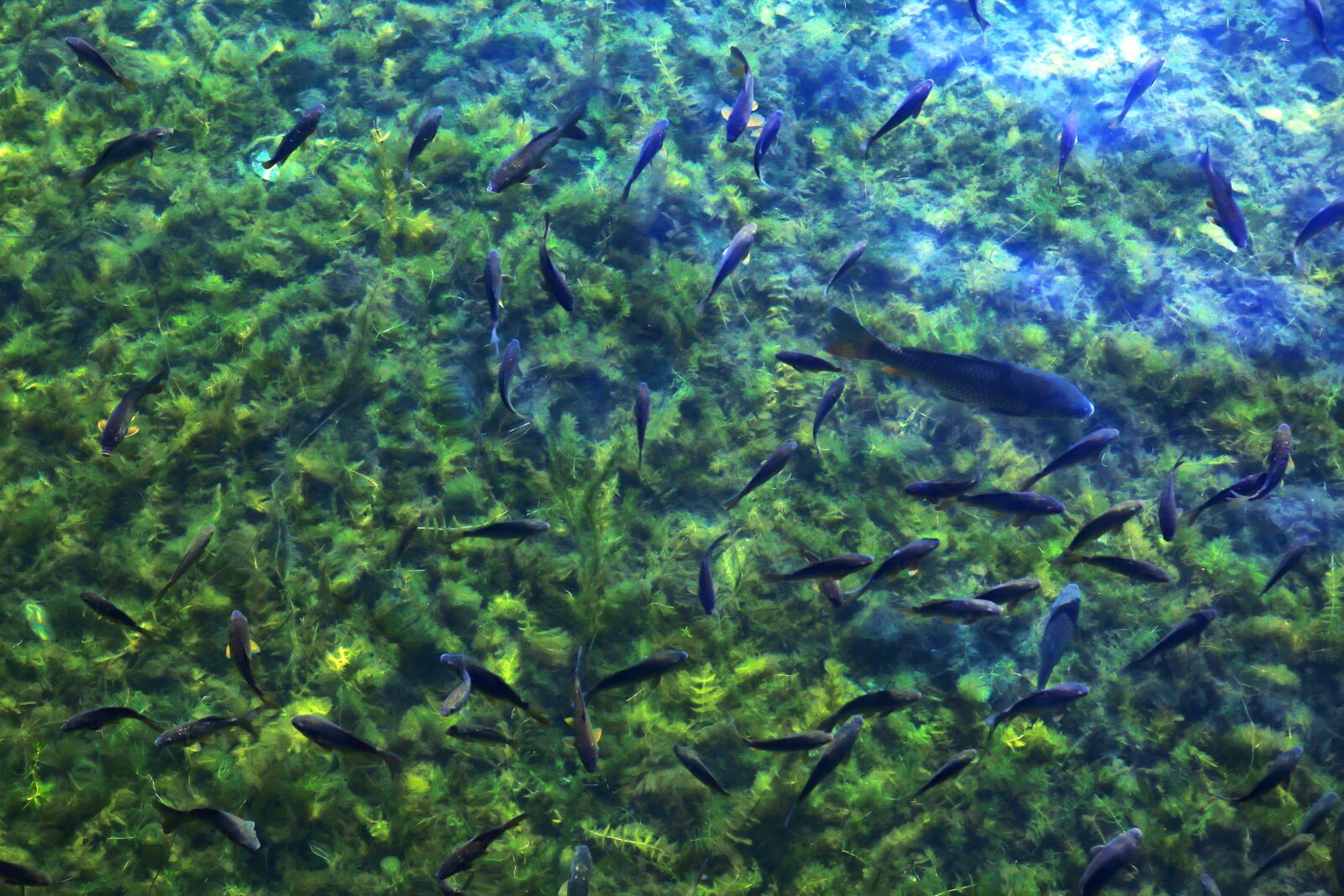Canon EOS 5D Mark III sample photo. Lake, fish, paddle photography