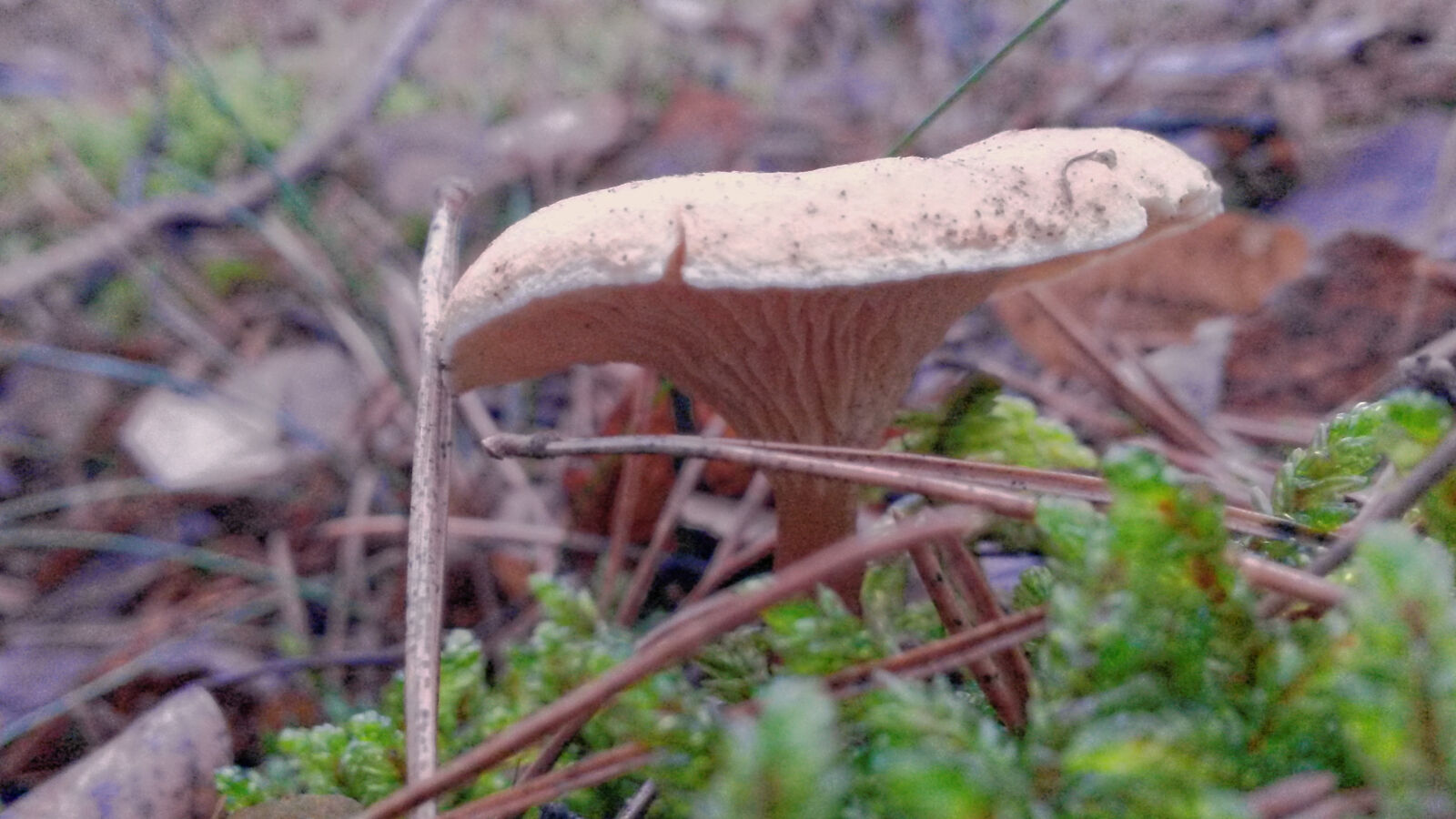 Samsung Galaxy S4 Mini sample photo. Forest, mushroom photography