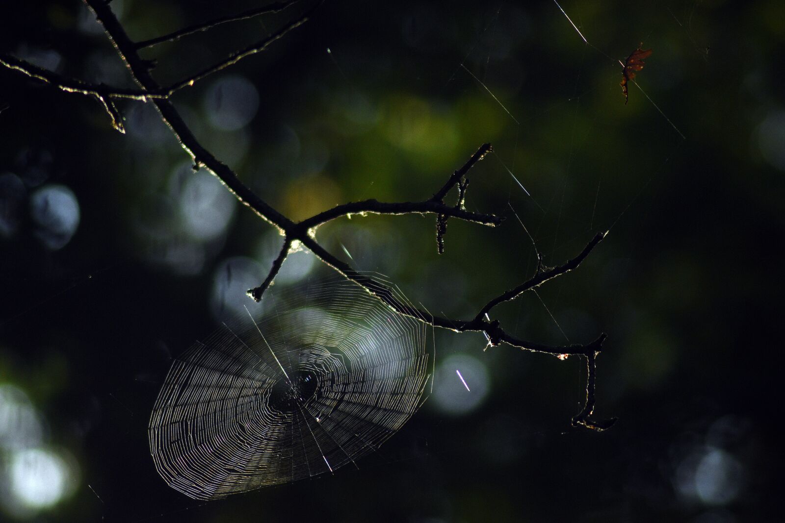 Nikon D3400 sample photo. Cobweb, hotel, spider photography