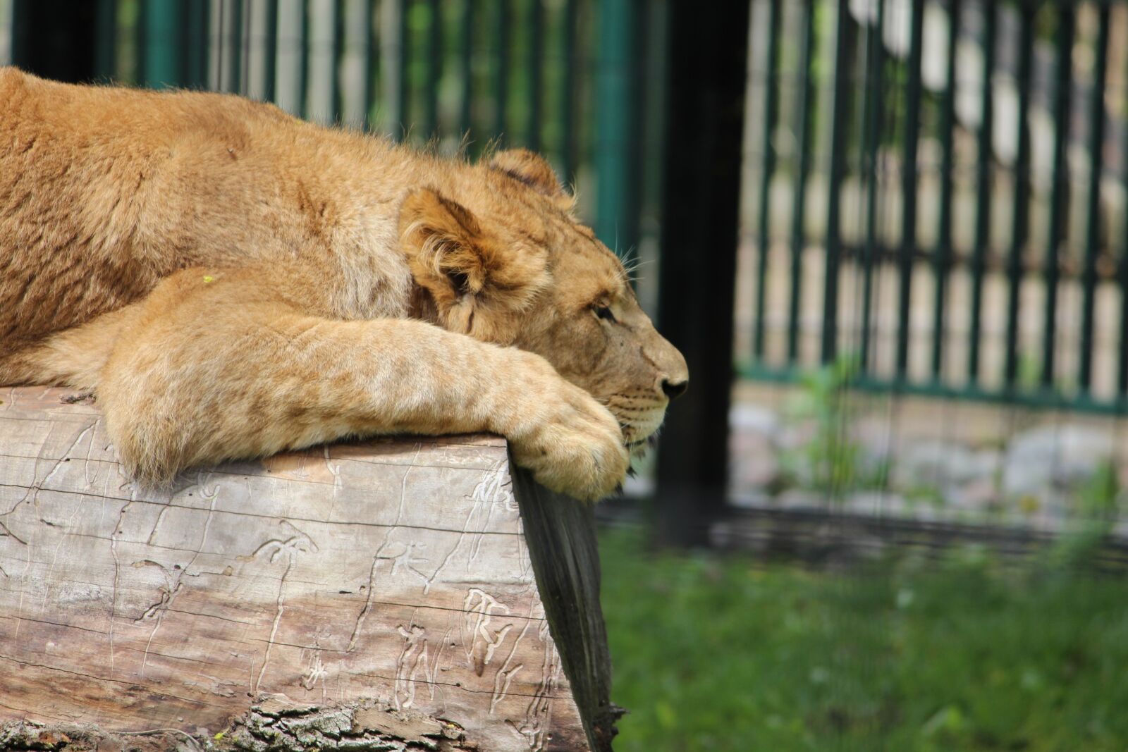 Canon EOS 650D (EOS Rebel T4i / EOS Kiss X6i) + Canon EF-S 55-250mm F4-5.6 IS II sample photo. Lion, zoo, animal photography