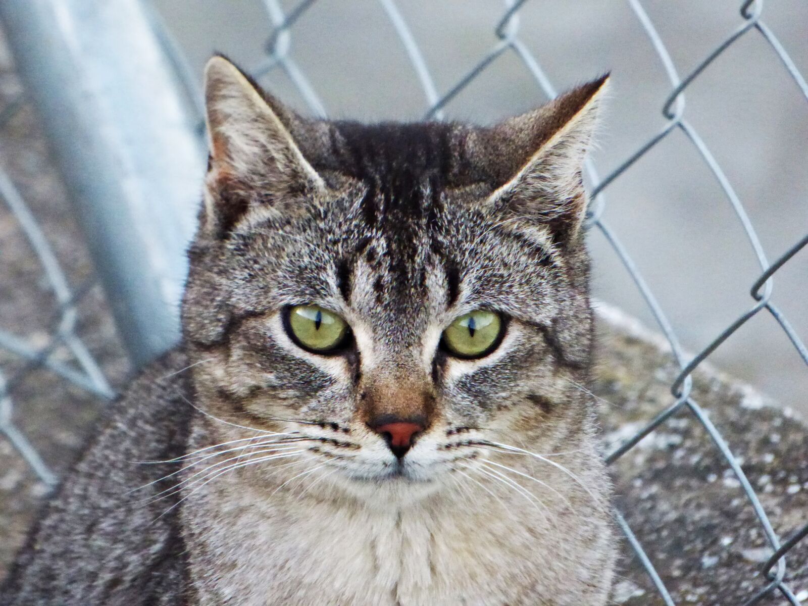 Panasonic DMC-FZ72 sample photo. Cat, look, eyes photography