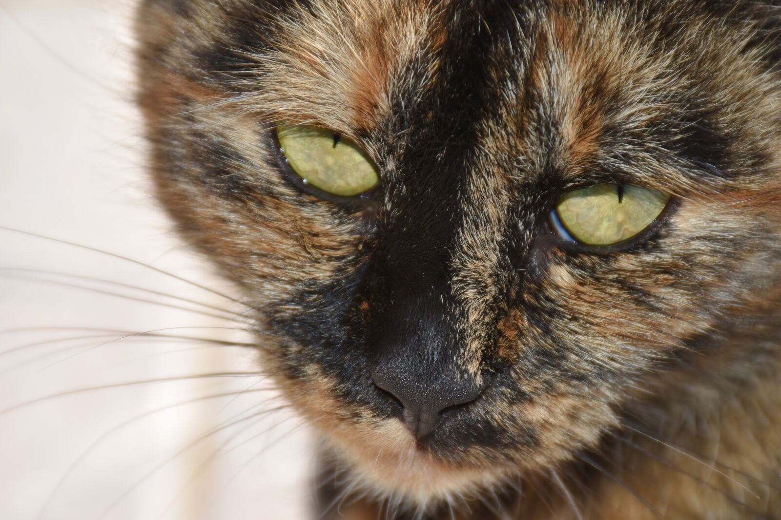 Nikon D7200 sample photo. Cat, pet, cat face photography