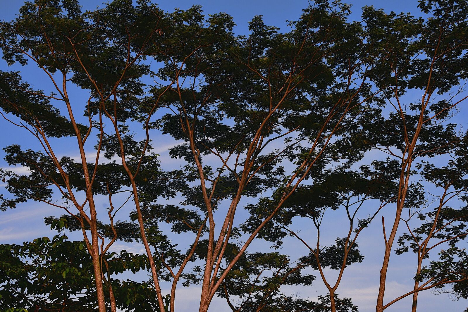 Nikon D500 sample photo. Wood tree, canopy, treetop photography