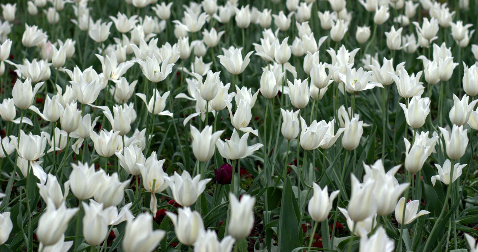Canon EOS 450D (EOS Rebel XSi / EOS Kiss X2) sample photo. Tulips, flowers, supplies photography