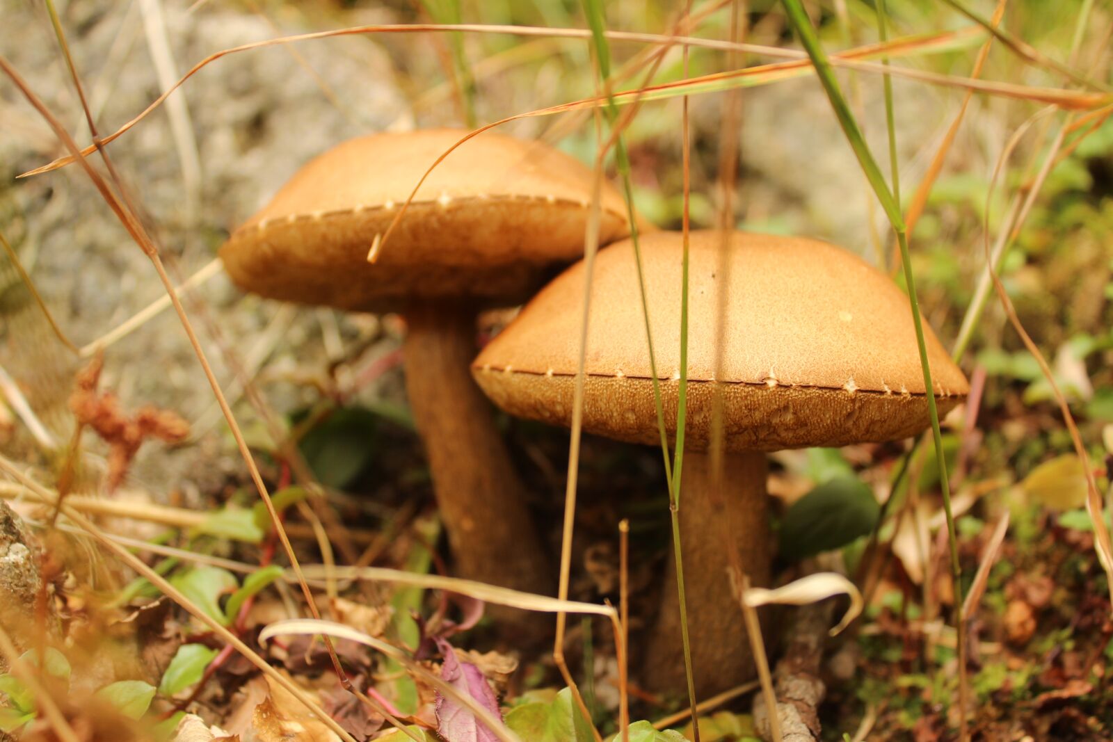 Canon EOS 1300D (EOS Rebel T6 / EOS Kiss X80) sample photo. Mushrooms, nature, forest photography