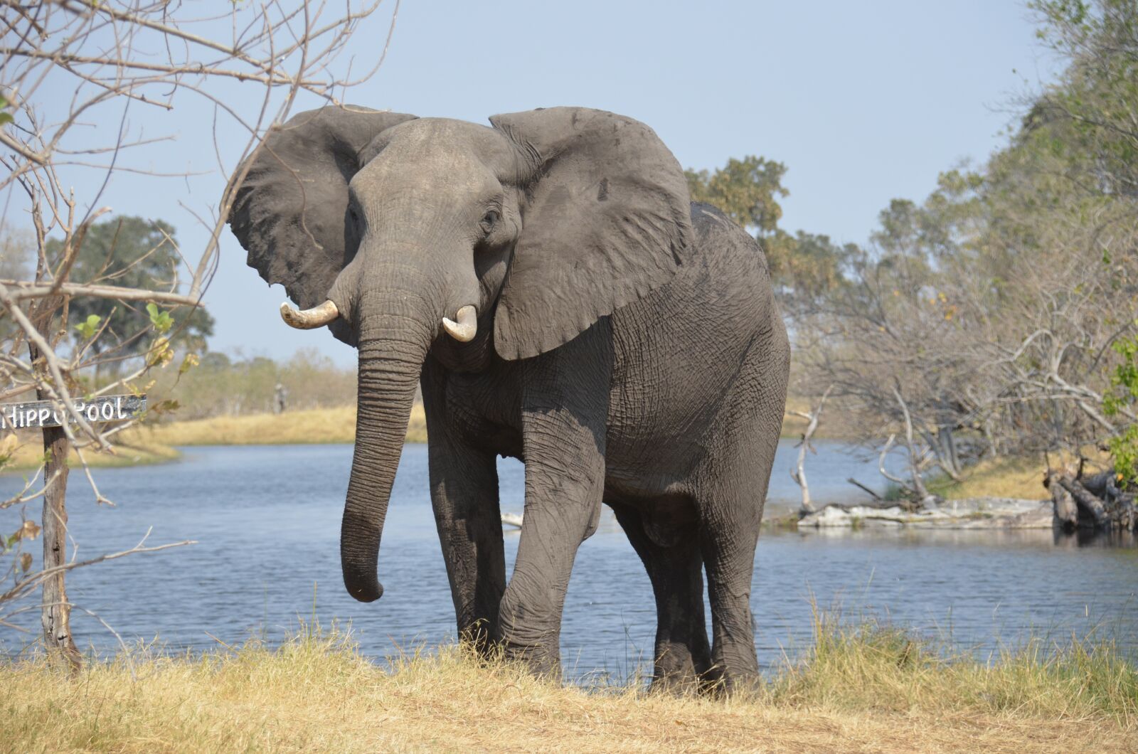 Nikon D5100 sample photo. Elephant, africa, wildlife photography