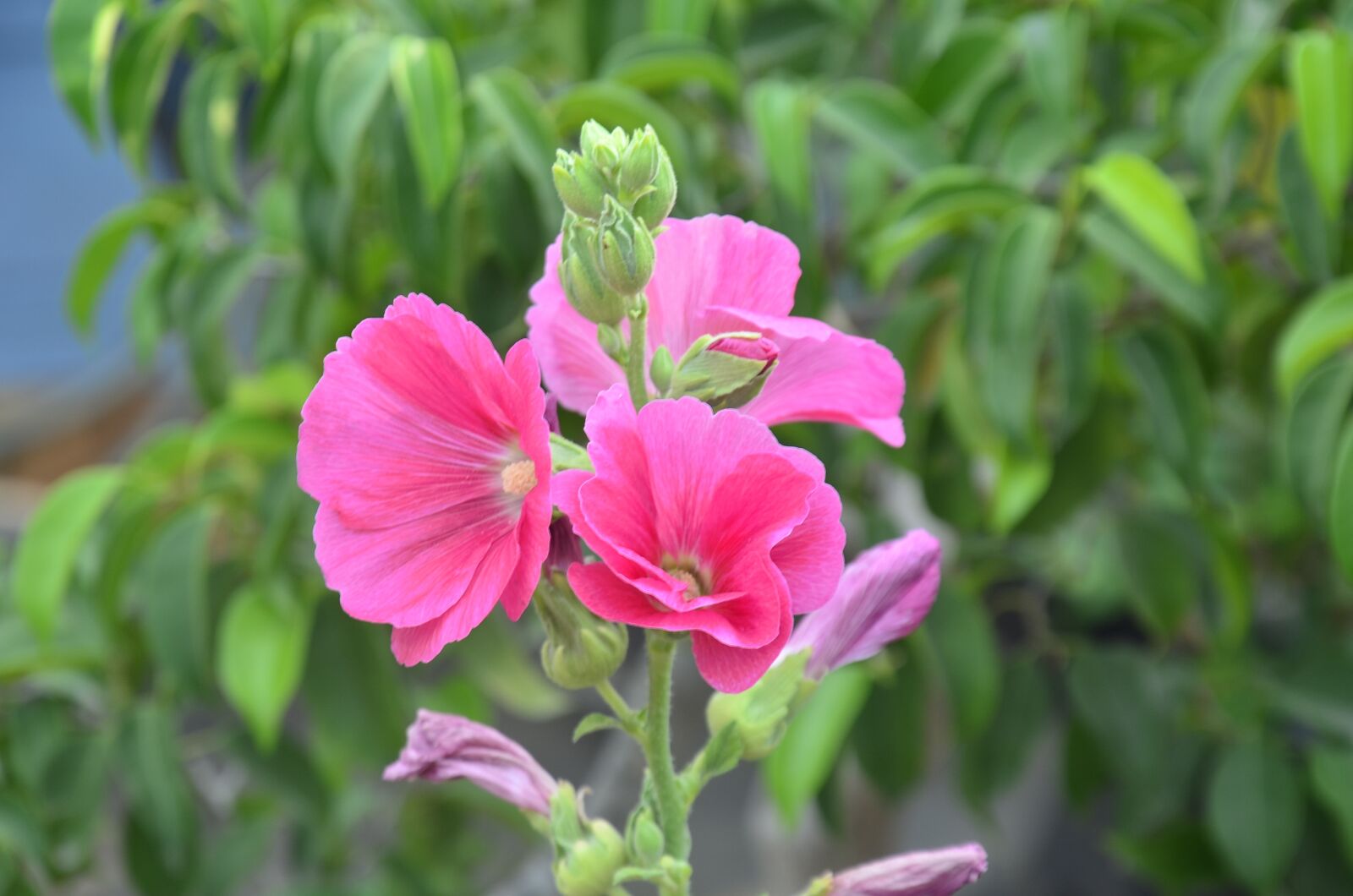 Nikon D5100 sample photo. Flower, plant, nice photography