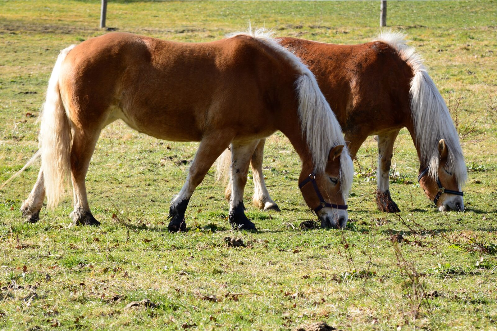 Nikon D7100 sample photo. Pony, horse, brown photography
