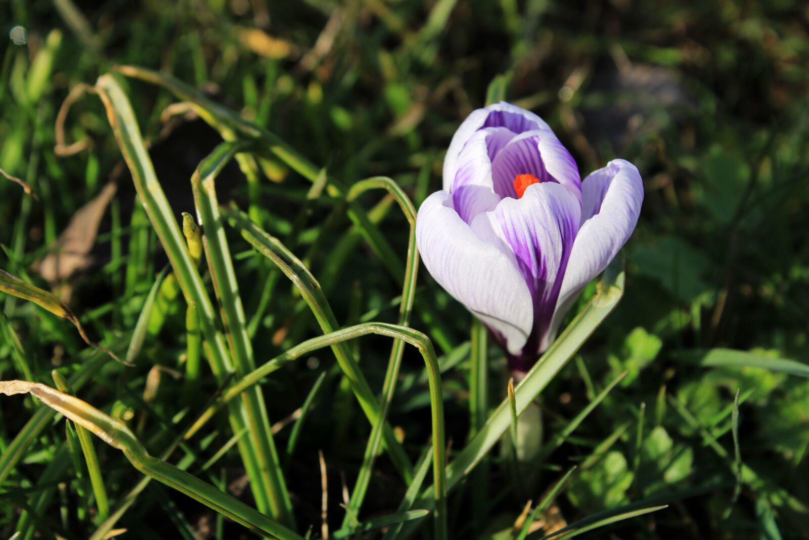 Canon EOS 2000D (EOS Rebel T7 / EOS Kiss X90 / EOS 1500D) sample photo. Crocus, purple, violet photography
