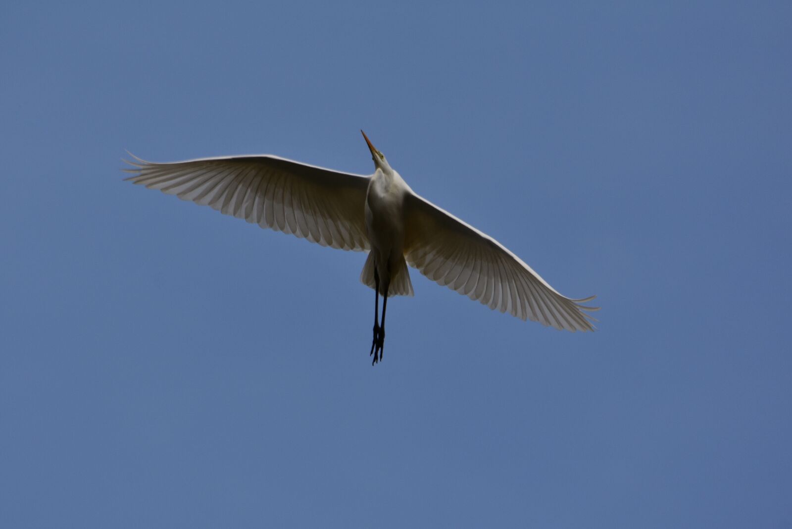 Nikon D7200 sample photo. Animal, sky, bird photography