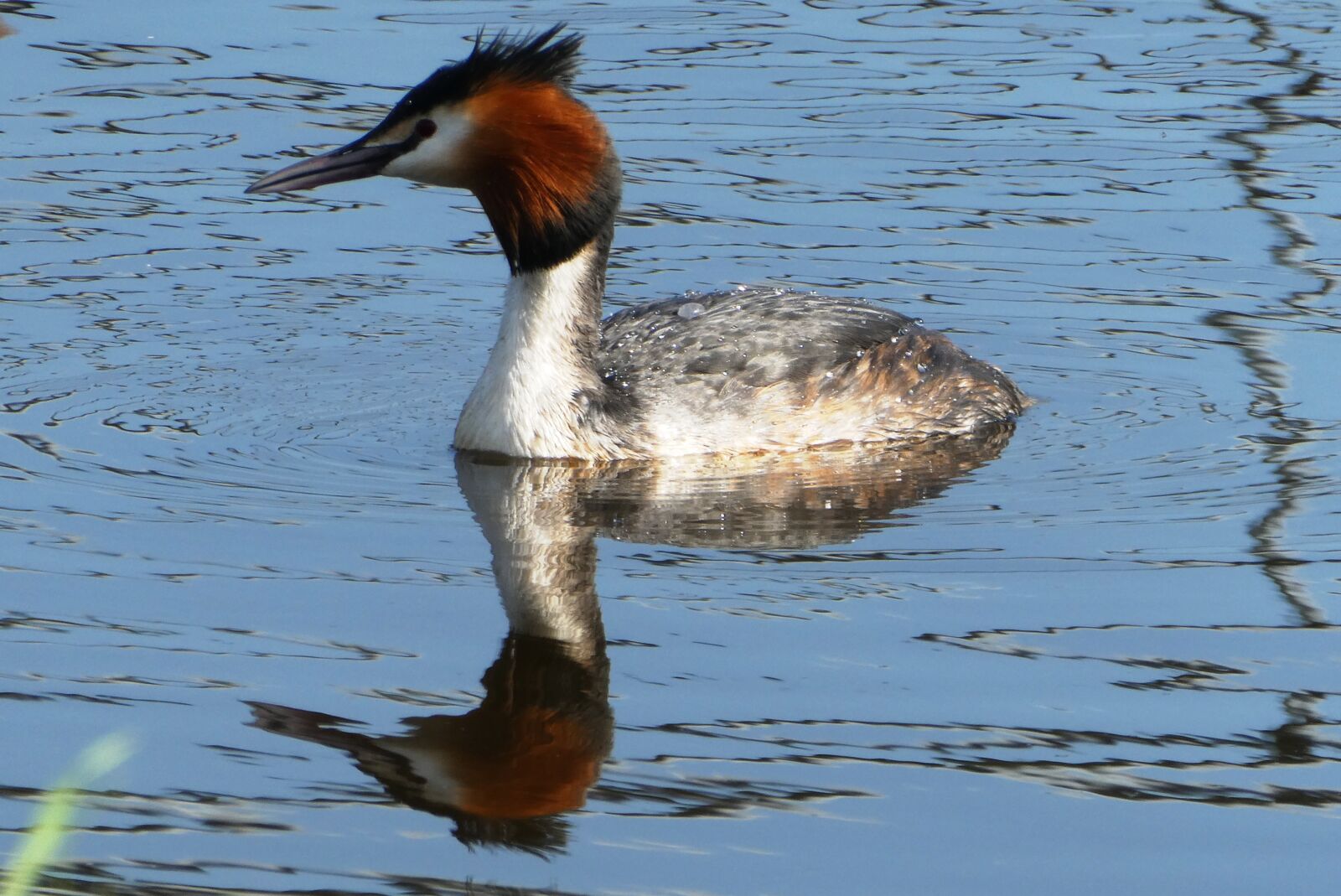 Panasonic Lumix DC-ZS70 (Lumix DC-TZ90) sample photo. Grebe, swimming, ditch photography