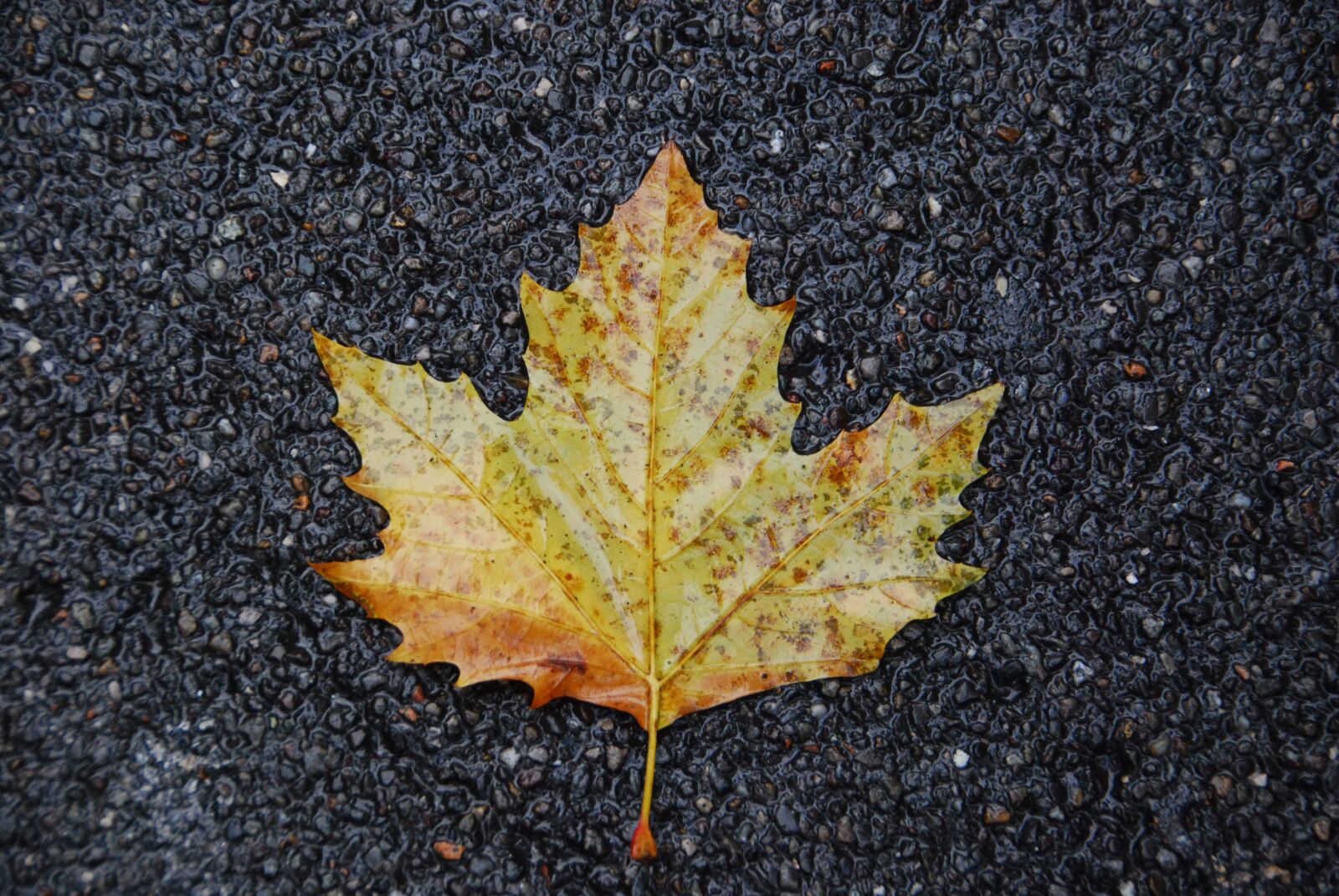 Nikon D80 sample photo. Leaf, asphalt, autumn photography