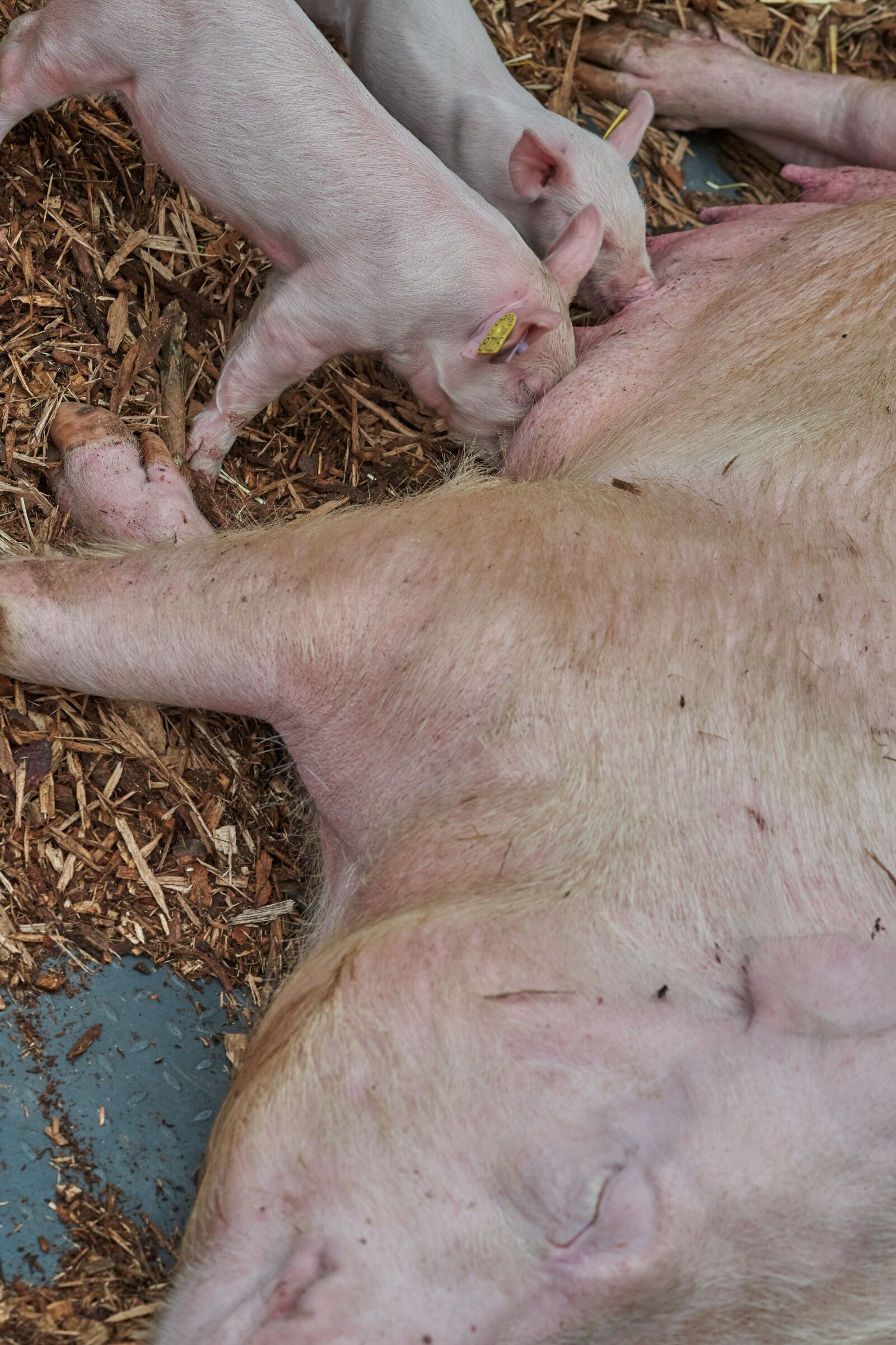 Sony FE 90mm F2.8 Macro G OSS sample photo. Pig, launchy, suckle photography
