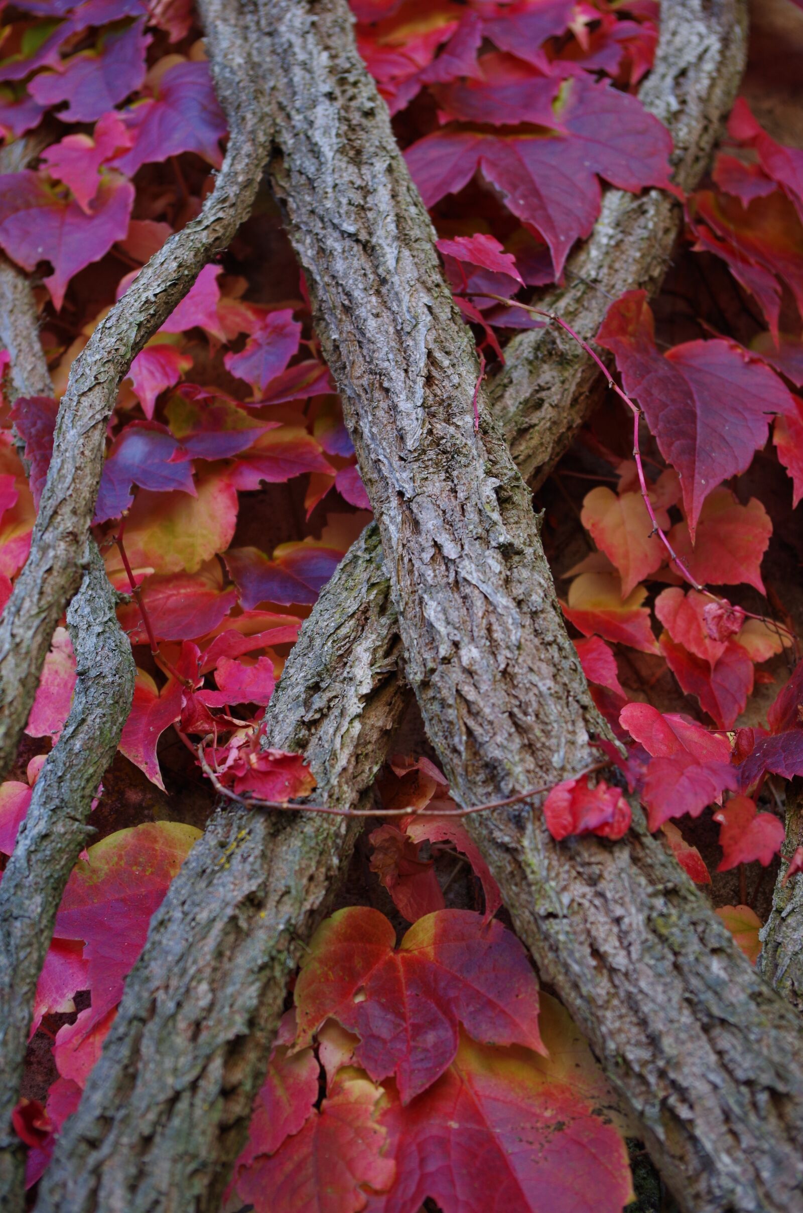 Pentax K-30 sample photo. Autumn, wine, leaves photography