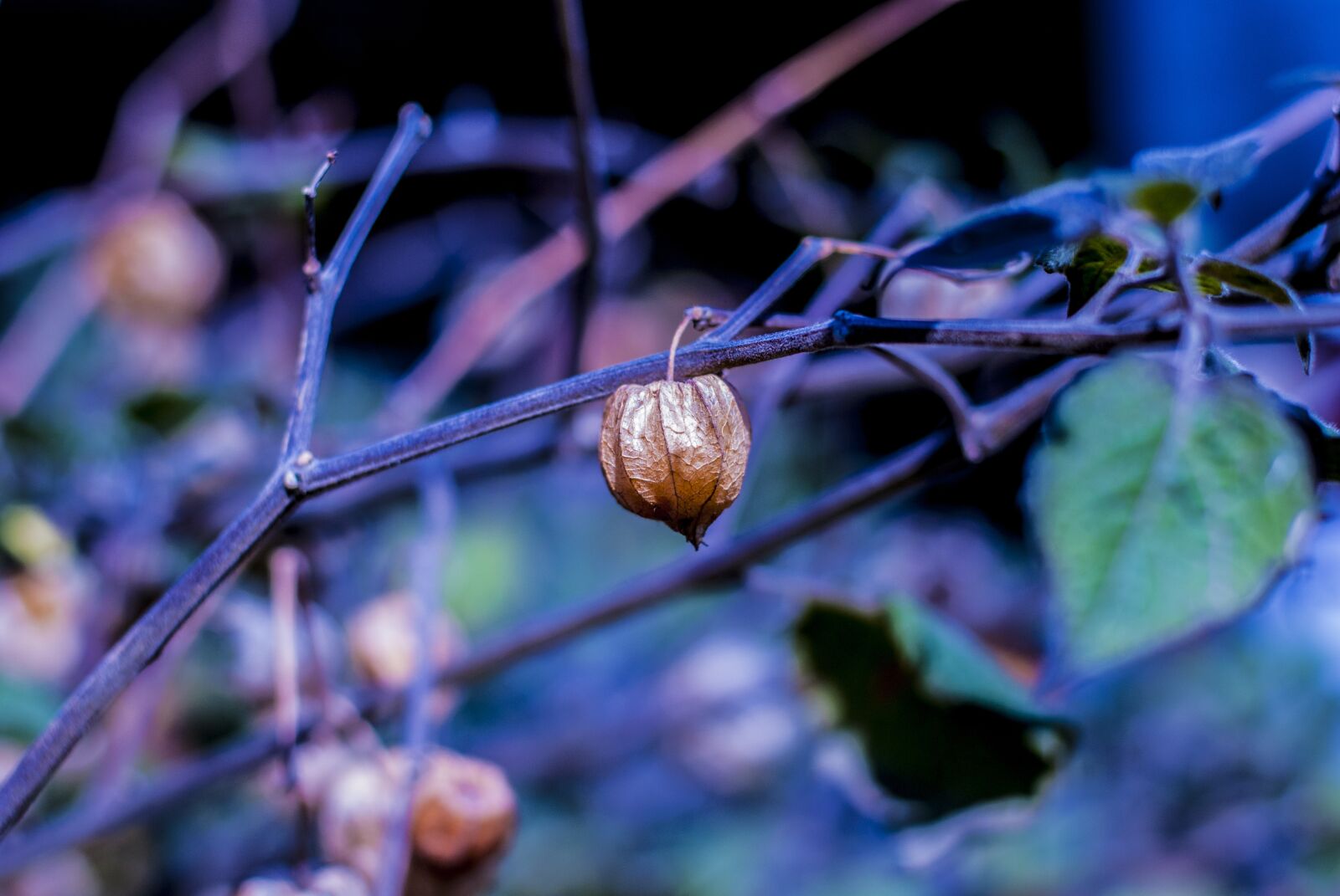 Nikon D60 sample photo. Uvilla dry, fruit, landscape photography