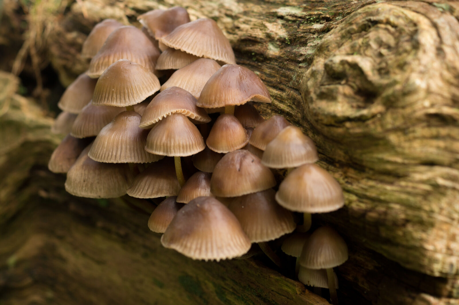 Sony DT 35mm F1.8 SAM sample photo. Nature, forest, mushrooms photography
