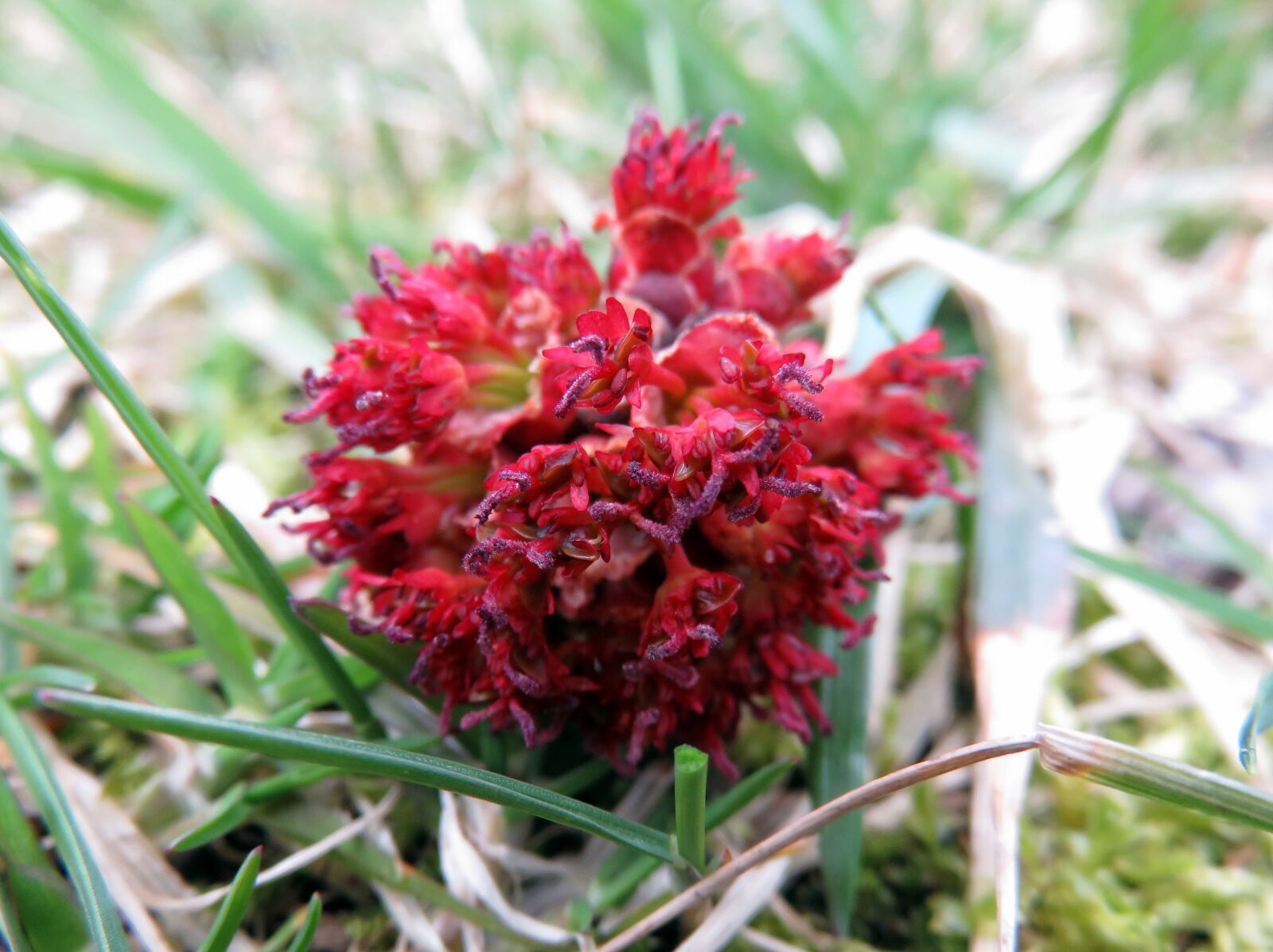 Canon PowerShot SX710 HS sample photo. Red, flower, tree photography