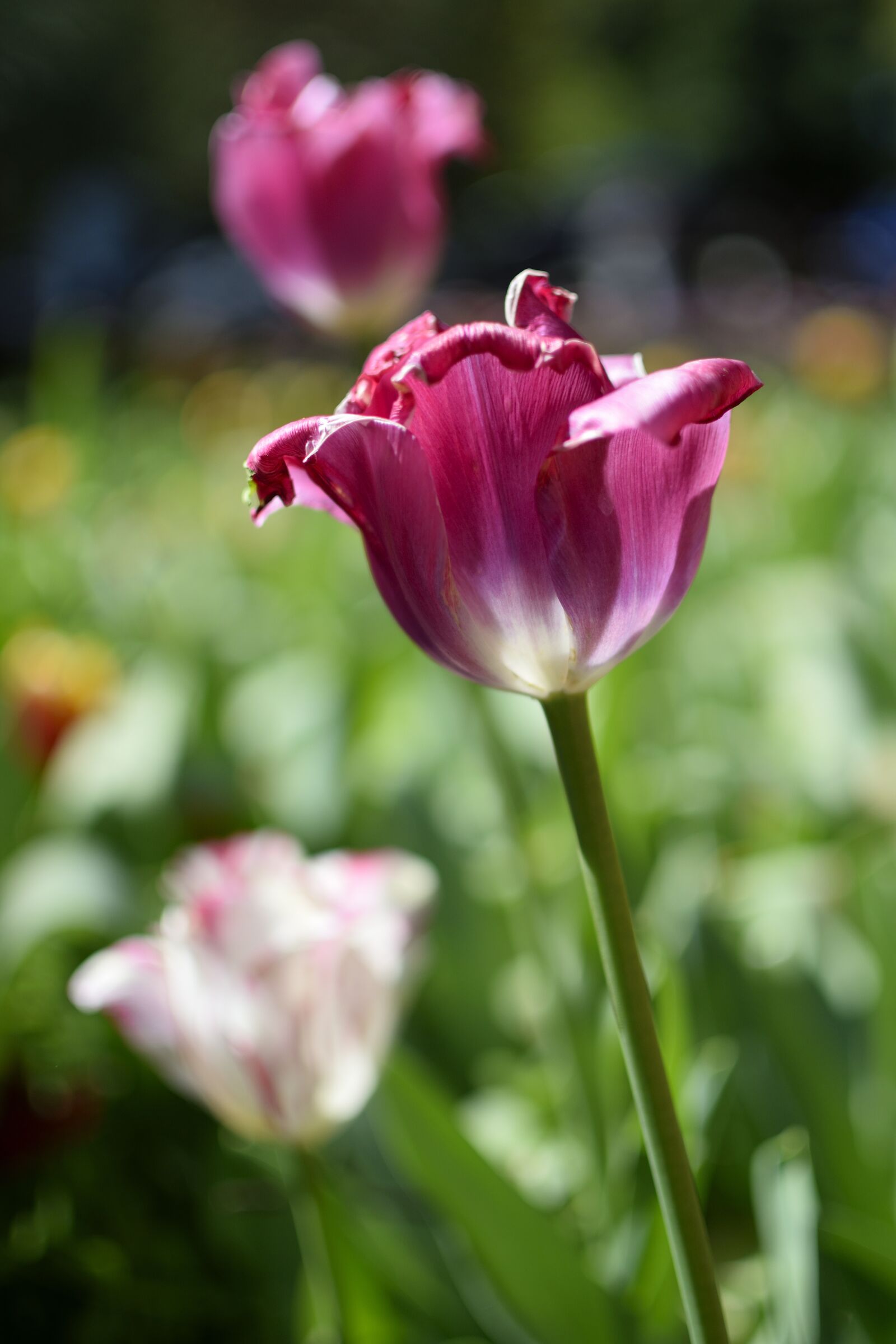 Nikon D5300 sample photo. Tulip, flower, blooming photography