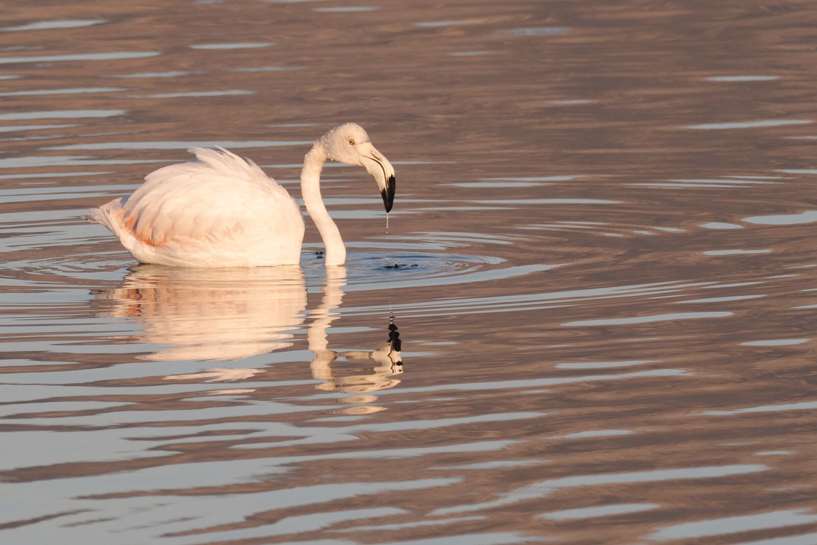 M.300mm F4.0 + MC-14 sample photo. Flamingo, swan, bird photography