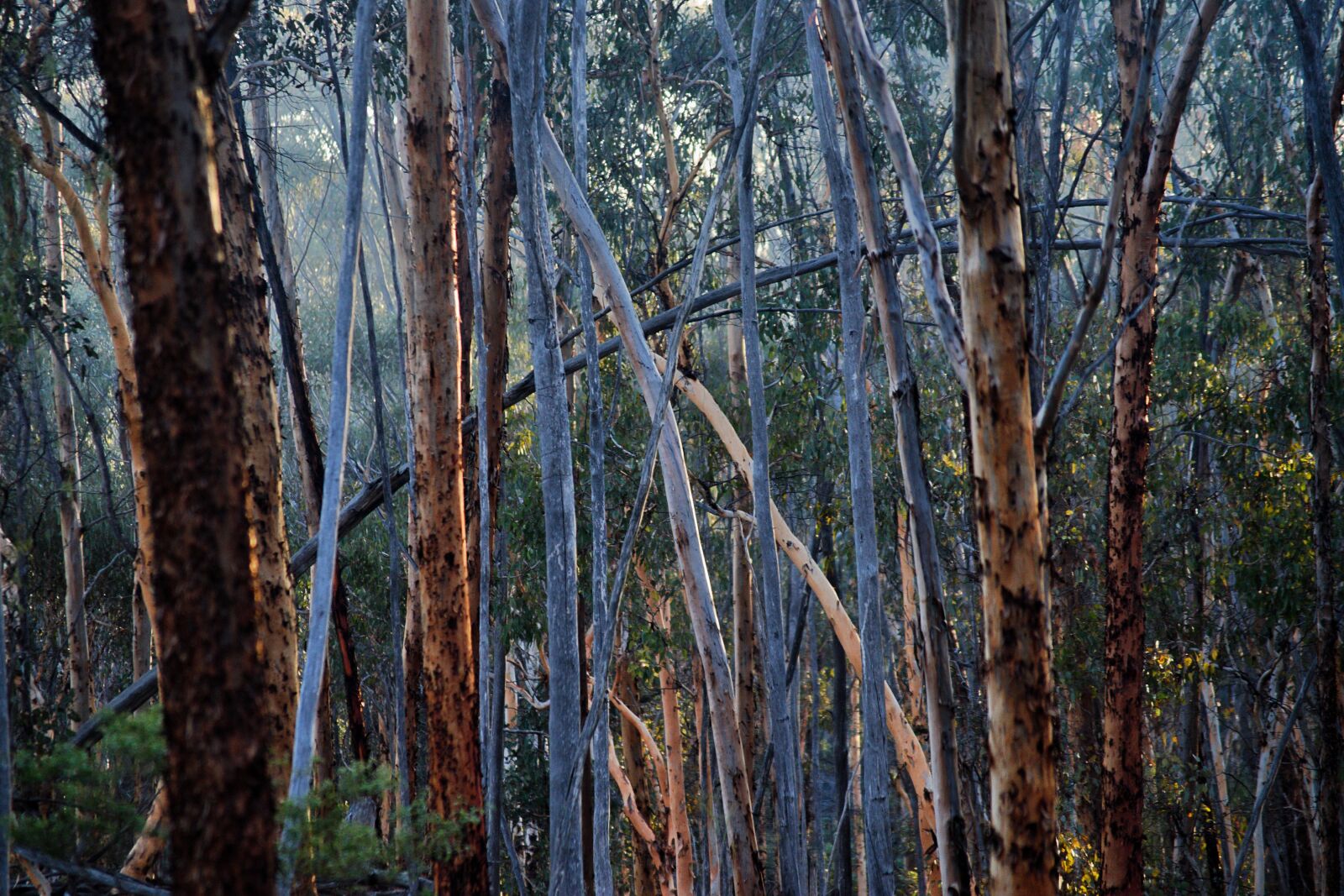 Nikon D3300 sample photo. Dawn, wandoo, mallet photography